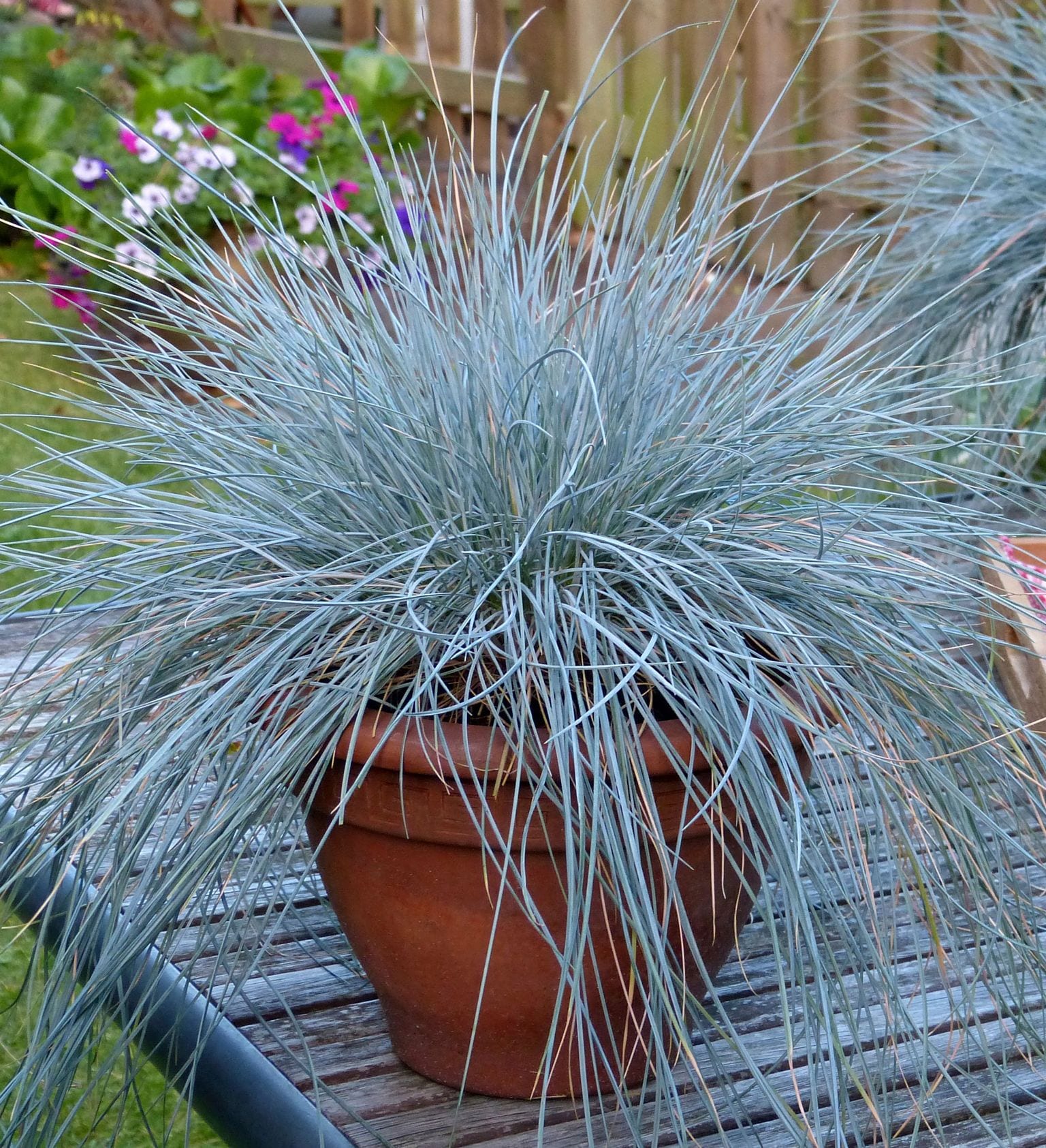 Southern Living Plant Collection 1868Q-1 shrubs - View #3