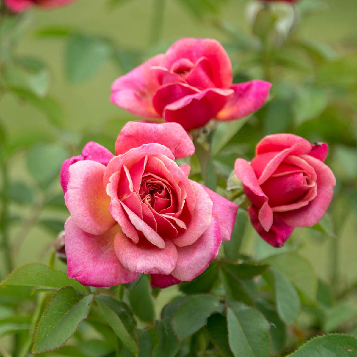 Spring Hill Nurseries 86312 roses - View #2