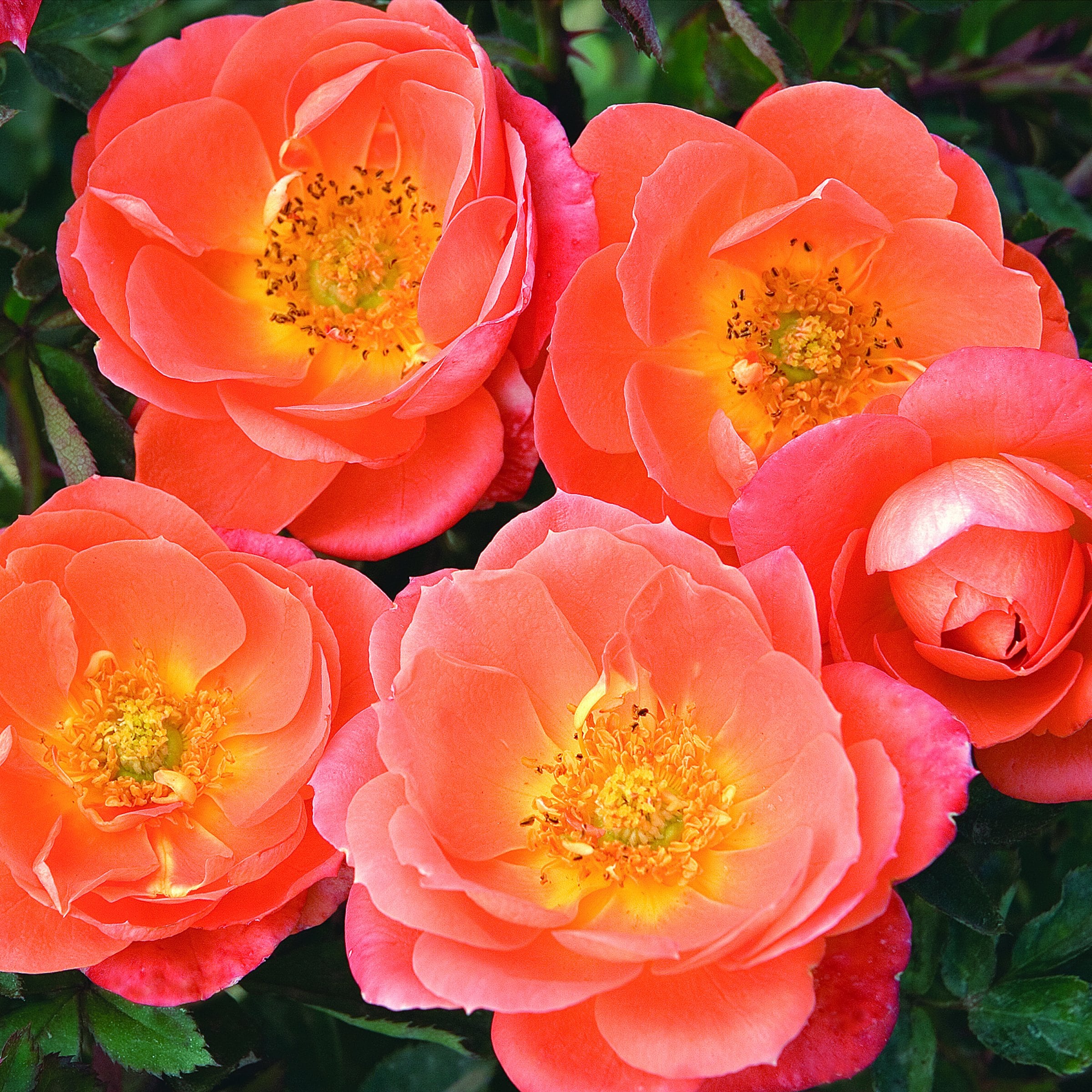 National Plant Network LW2595 roses - View #7