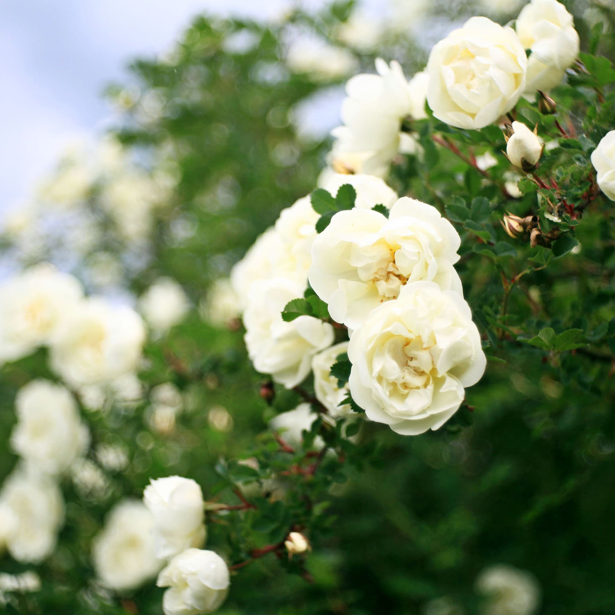 Perfect Plants LOPOPCORNDRIFTROSE3G roses - View #5