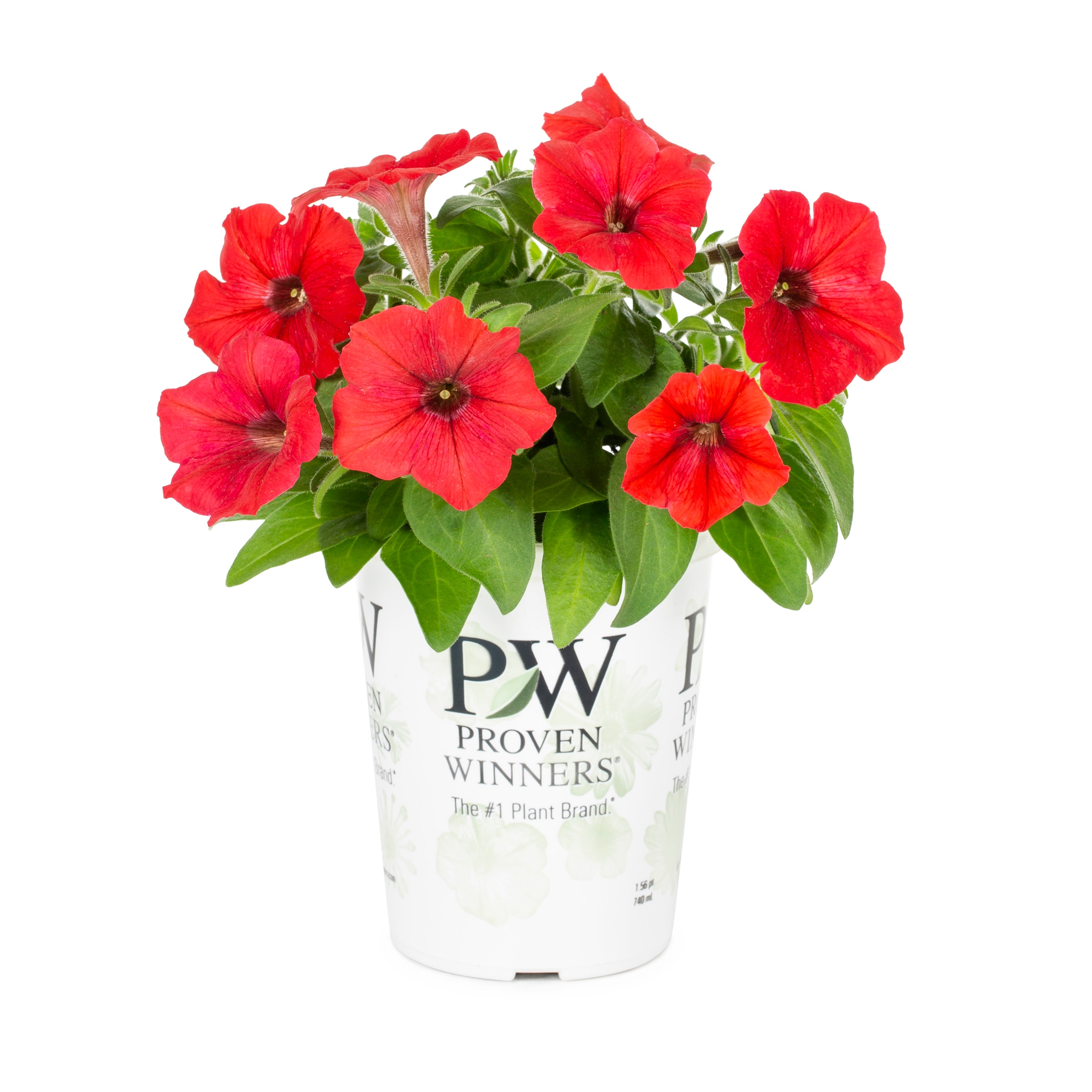 Lowe's NURSERY annuals - View #5