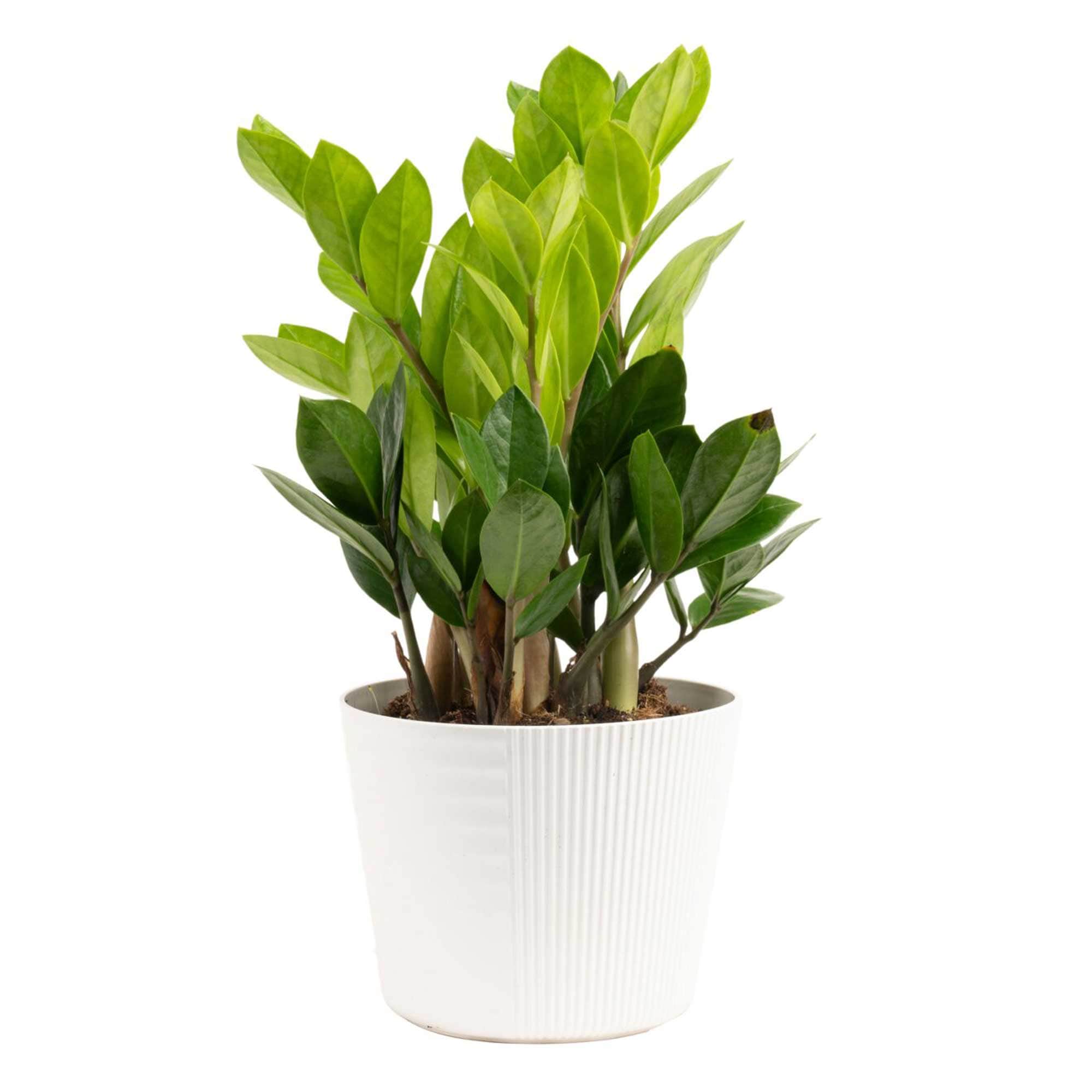 Costa Farms CO.ZZ6.1.MOD.BKS ZZ Plant House plant in 6 Inch(es) Pot 1.0 -Pack