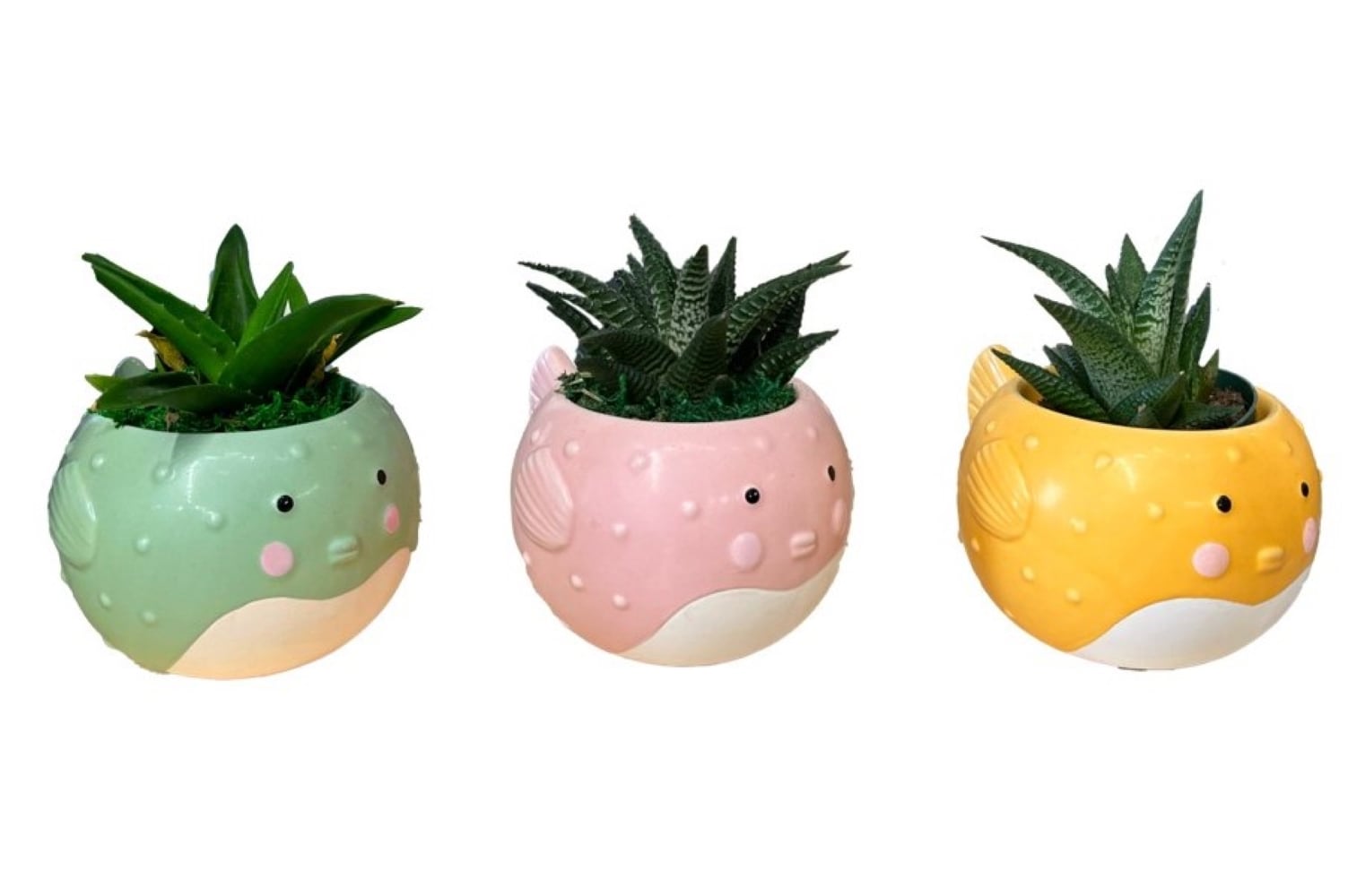 LiveTrends ASB08158 Succulent Pudge House plant in 3 -Pack Pot 3 -Pack