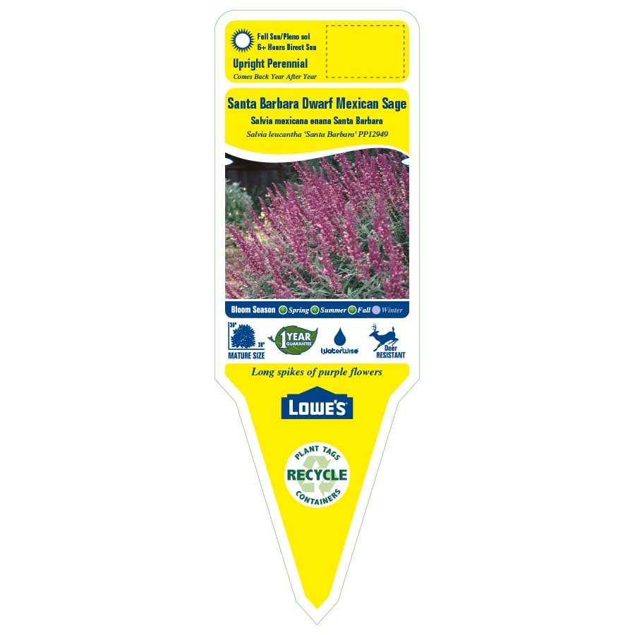 Lowe's NURSERY perennials - View #2