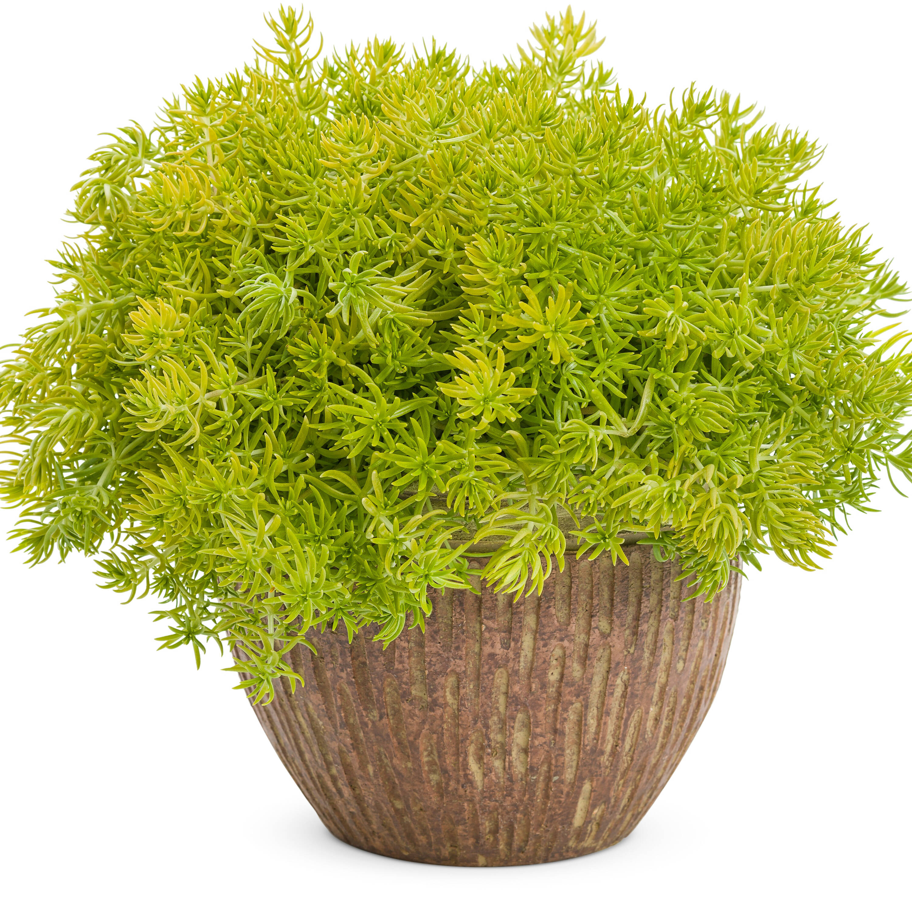 Proven Winners SEDPRW2037504 annuals - View #6