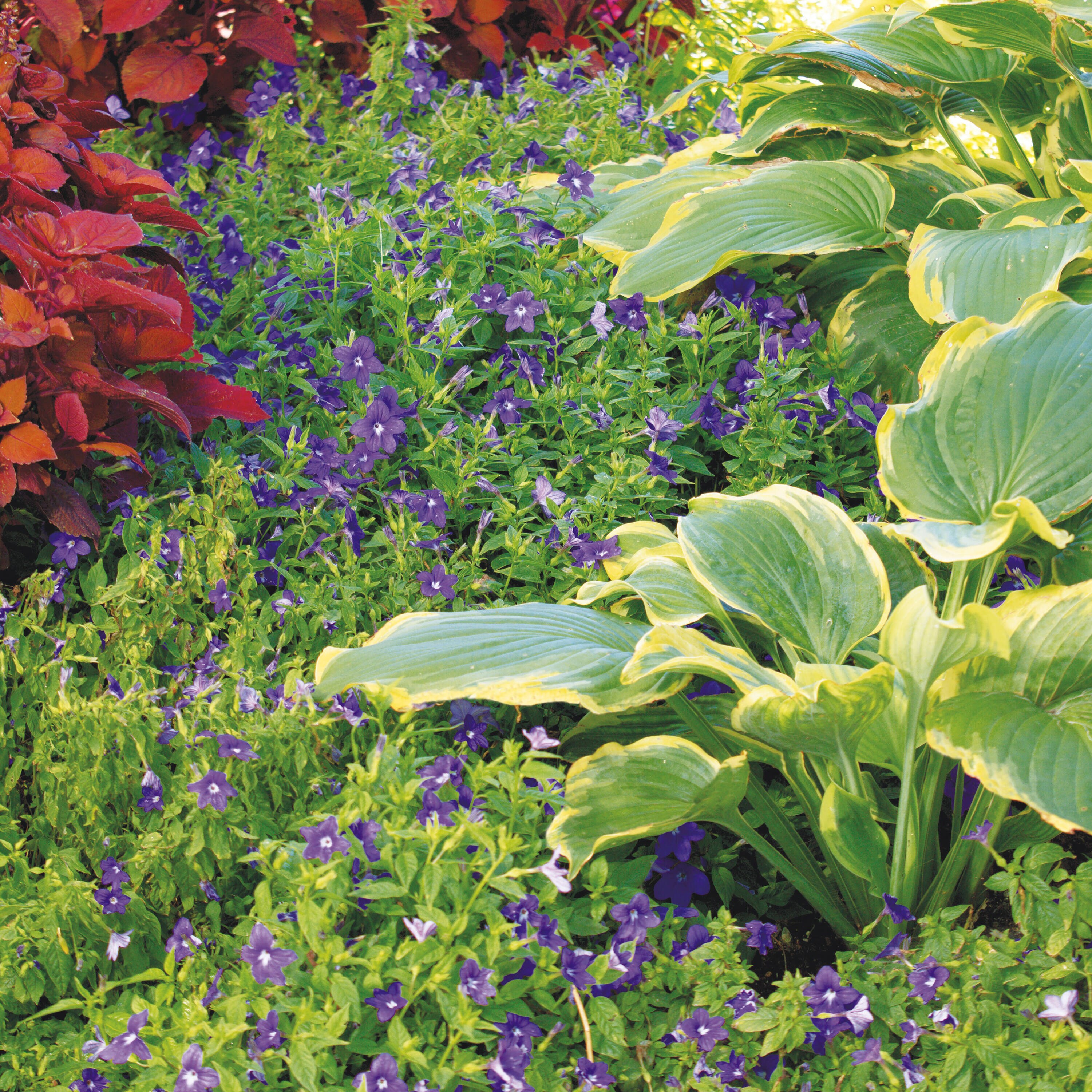 Proven Winners BROPRW1057504 annuals - View #4