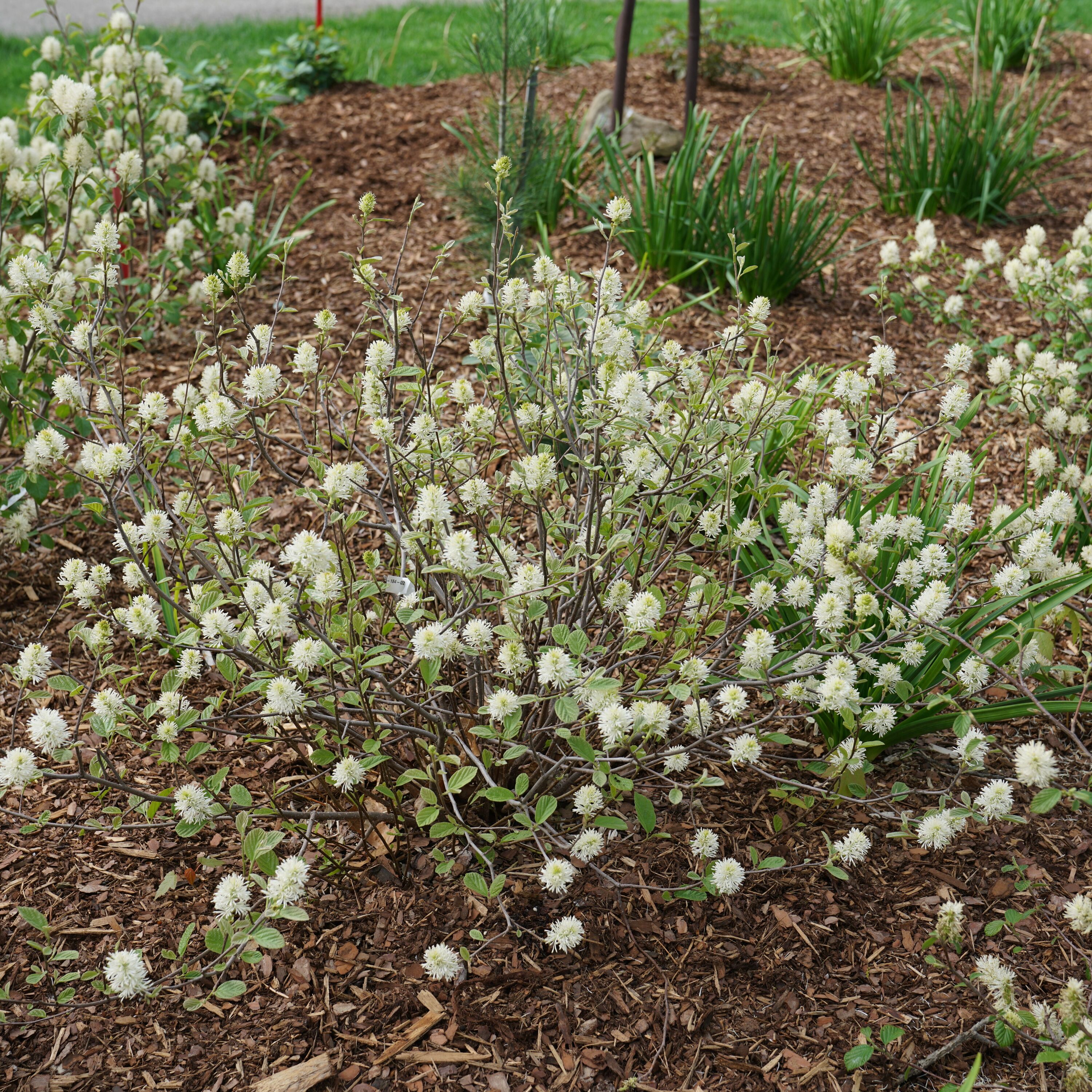 Proven Winners FOTPRC1017800 shrubs - View #3