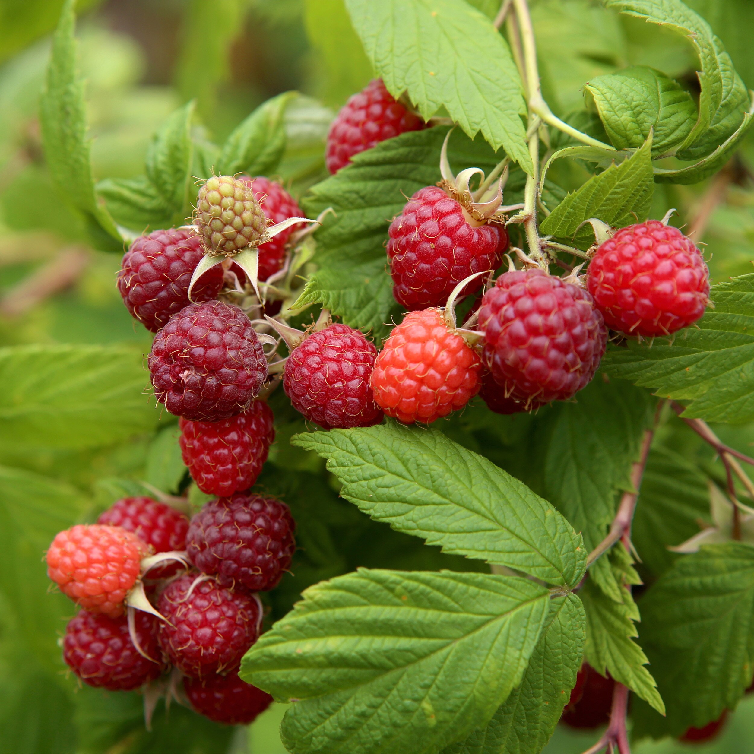 Garden State Bulb Raspberry Plant Bare Root Blooms in Summer To Fall in ...