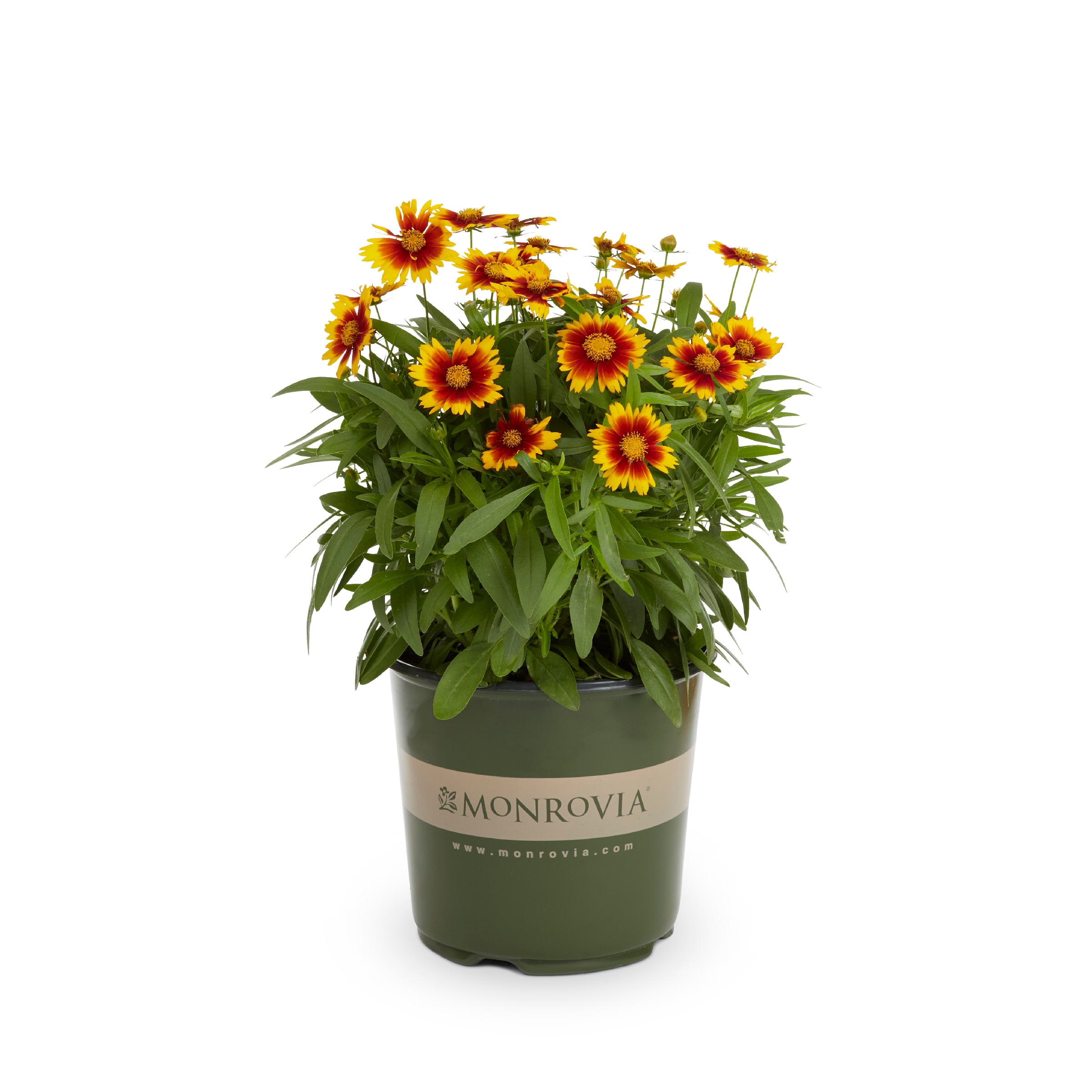 Monrovia NURSERY Multicolor Gold and Bronze Coreopsis Plant in 1.5 -Gallon Pot 1 -Pack