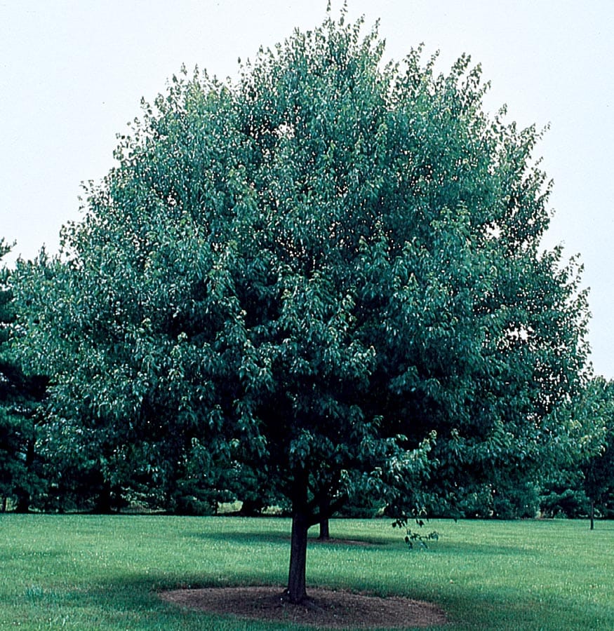  NURSERY 27.58 -Gallon Shade Maple In pot (with soil)
