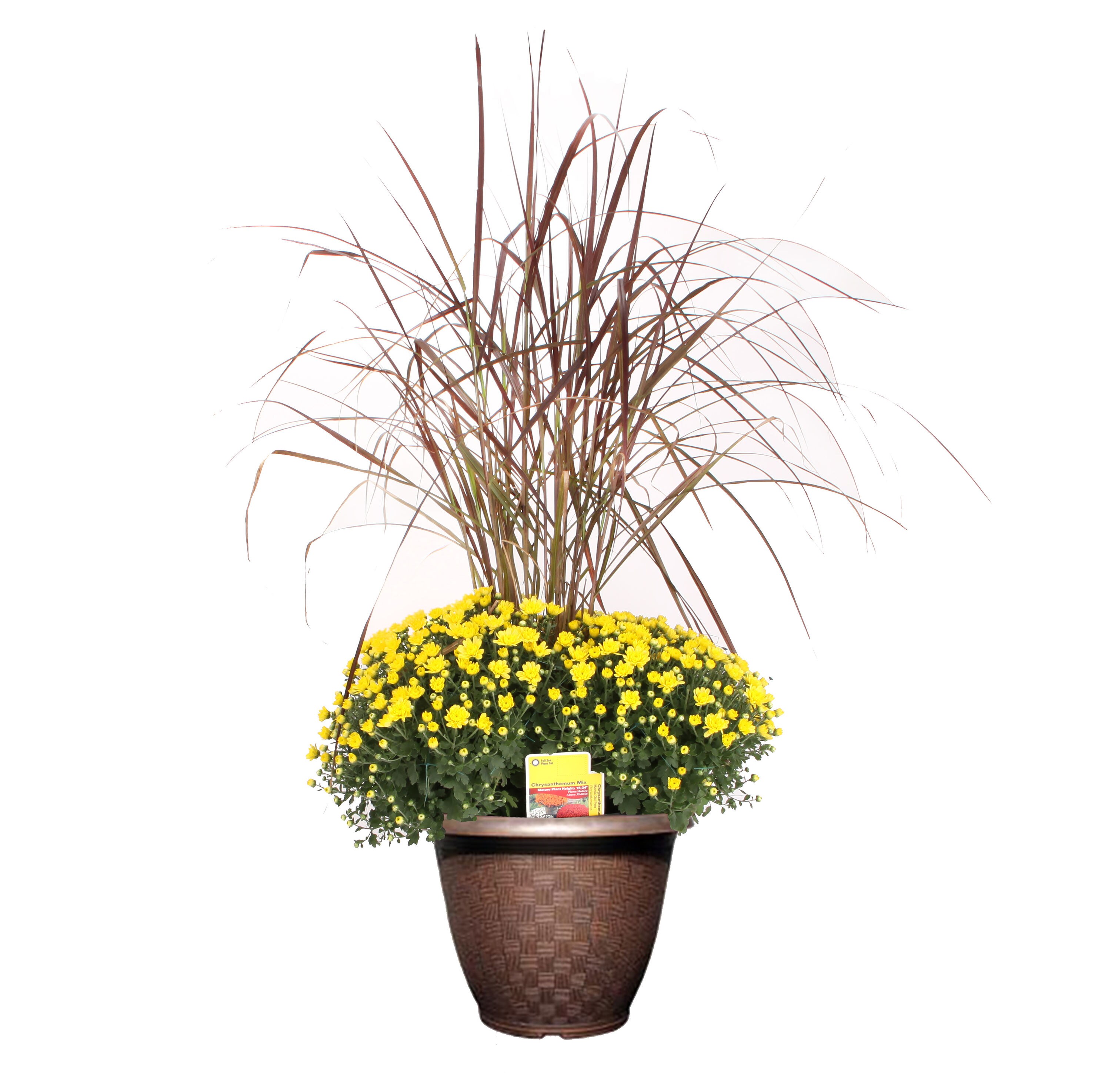 Lowe's NURSERY Multicolor Mum in 2-Gallon Planter