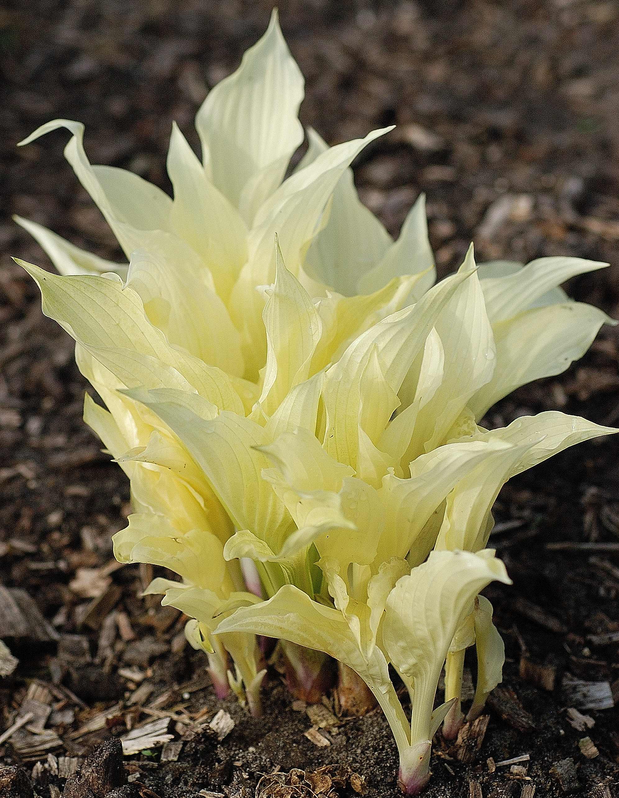 Hirt's Gardens - 3 White Feather Hosta Roots-Grown/Shipped by Hirts