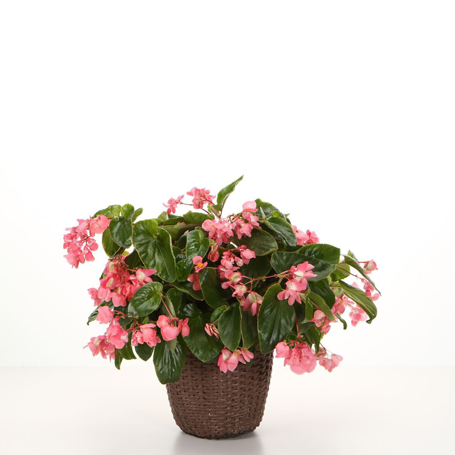 Proven Winners BETDRA1017504 annuals - View #3
