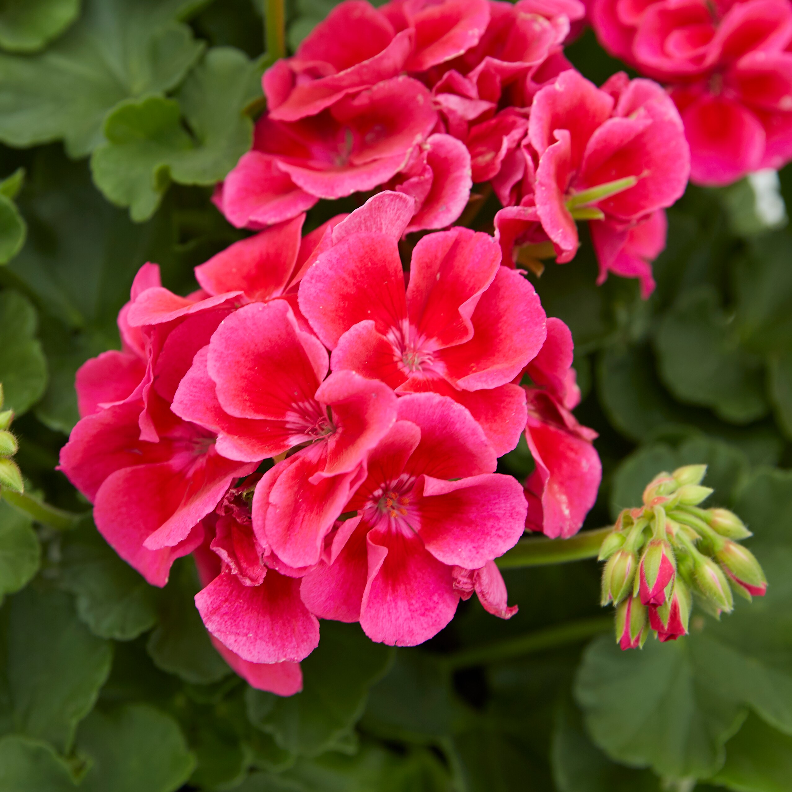 Lowe's Multicolor Geranium in 3-Gallon Planter in the Annuals ...