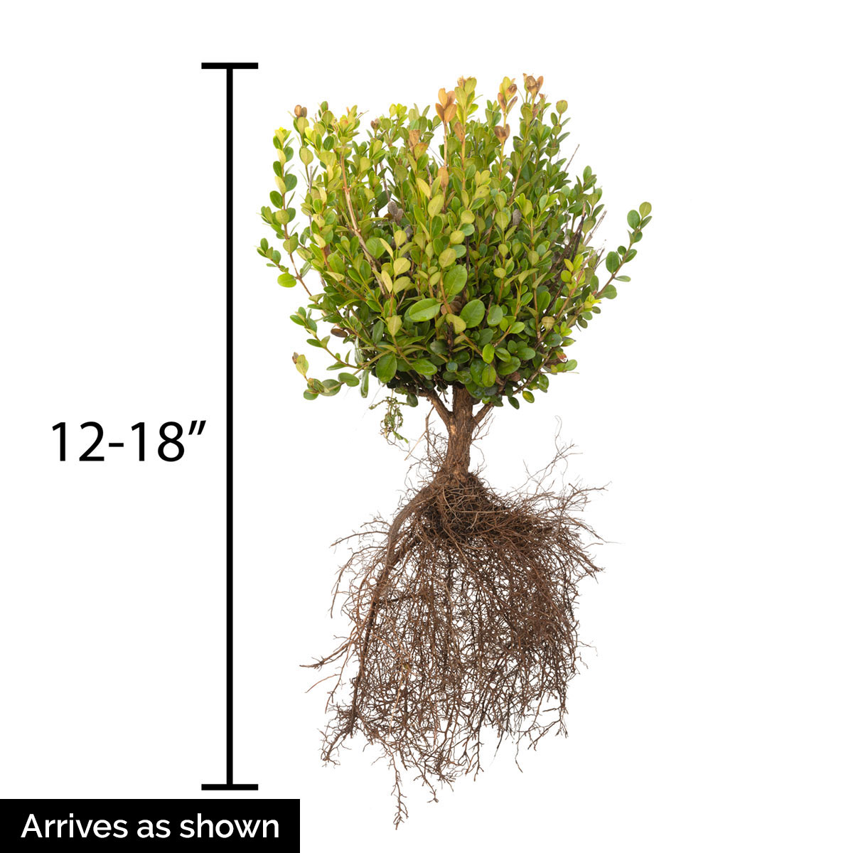 Spring Hill Nurseries 80741 shrubs - View #4