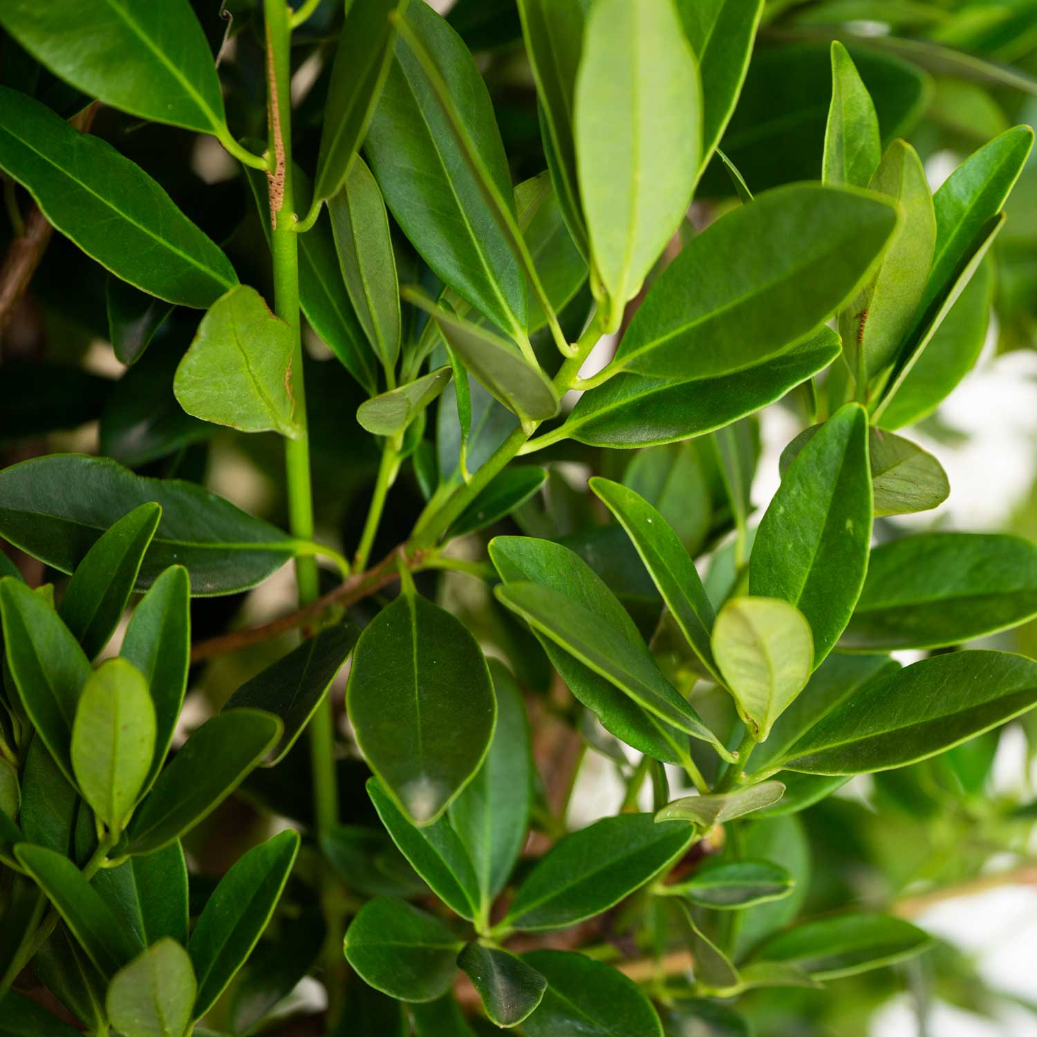 Flowerwood Yellow Ocala Yellow Anise Illicium Parviflorum Foundation ...