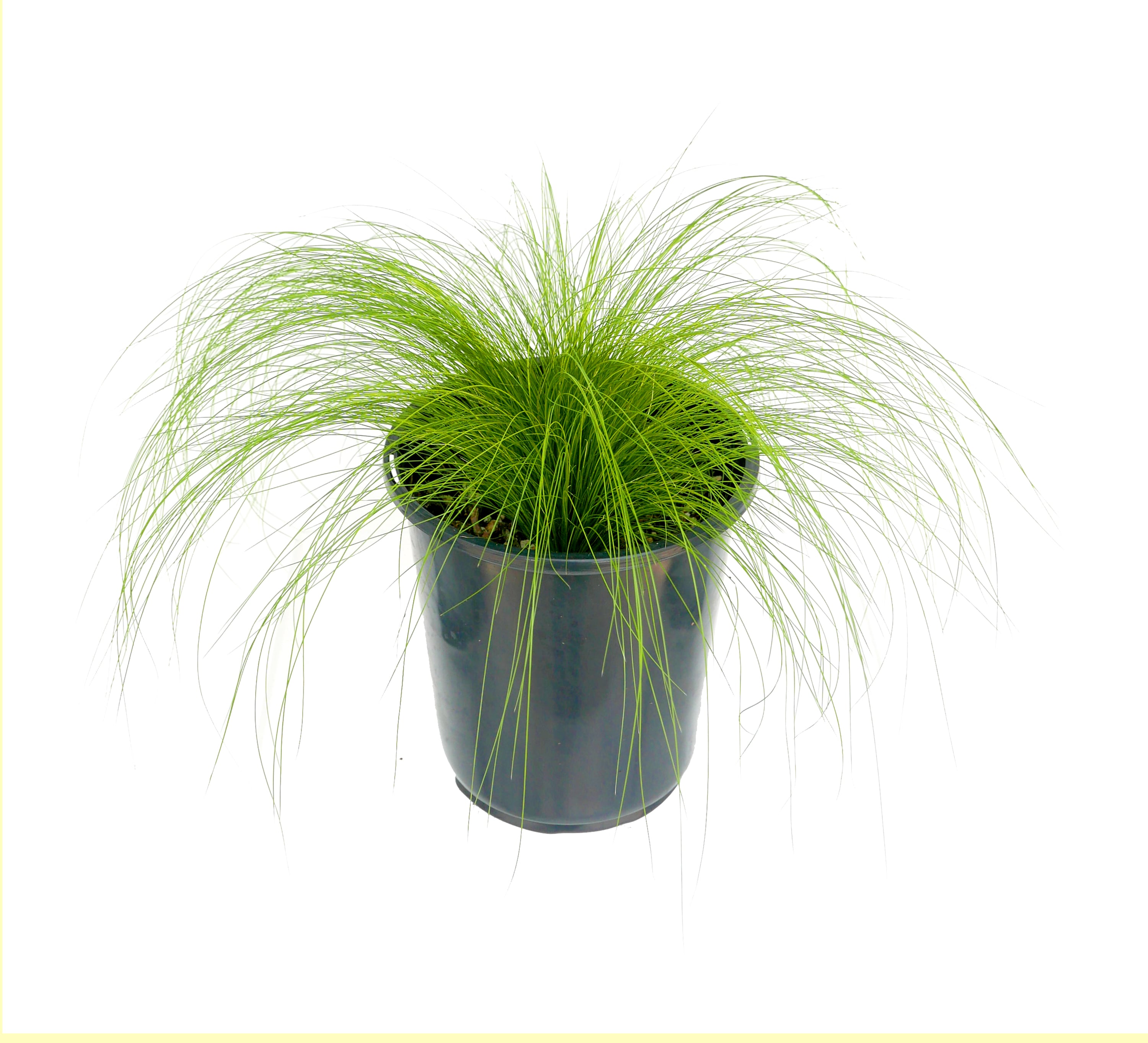 Drought Tolerance Stipa Grass Plants, Bulbs & Seeds At Lowes.com