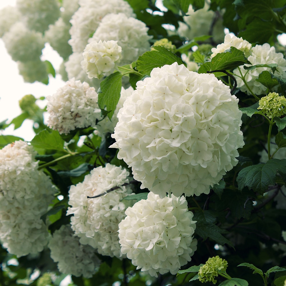 Flowerwood 56813FL-1 Chinese Snowball Viburnum Flowering Shrub in 2.5 -Gallon Pot 1 -Pack with White Blooms