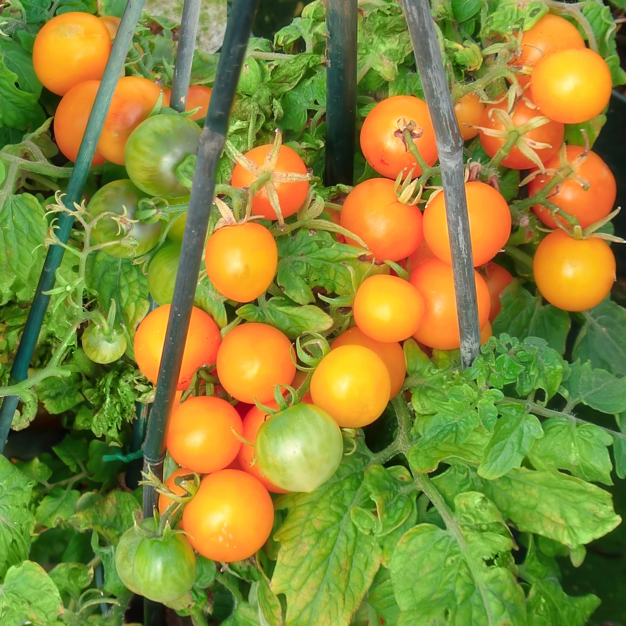 National Plant Network LW2266 Vegetable-Plants - View #6