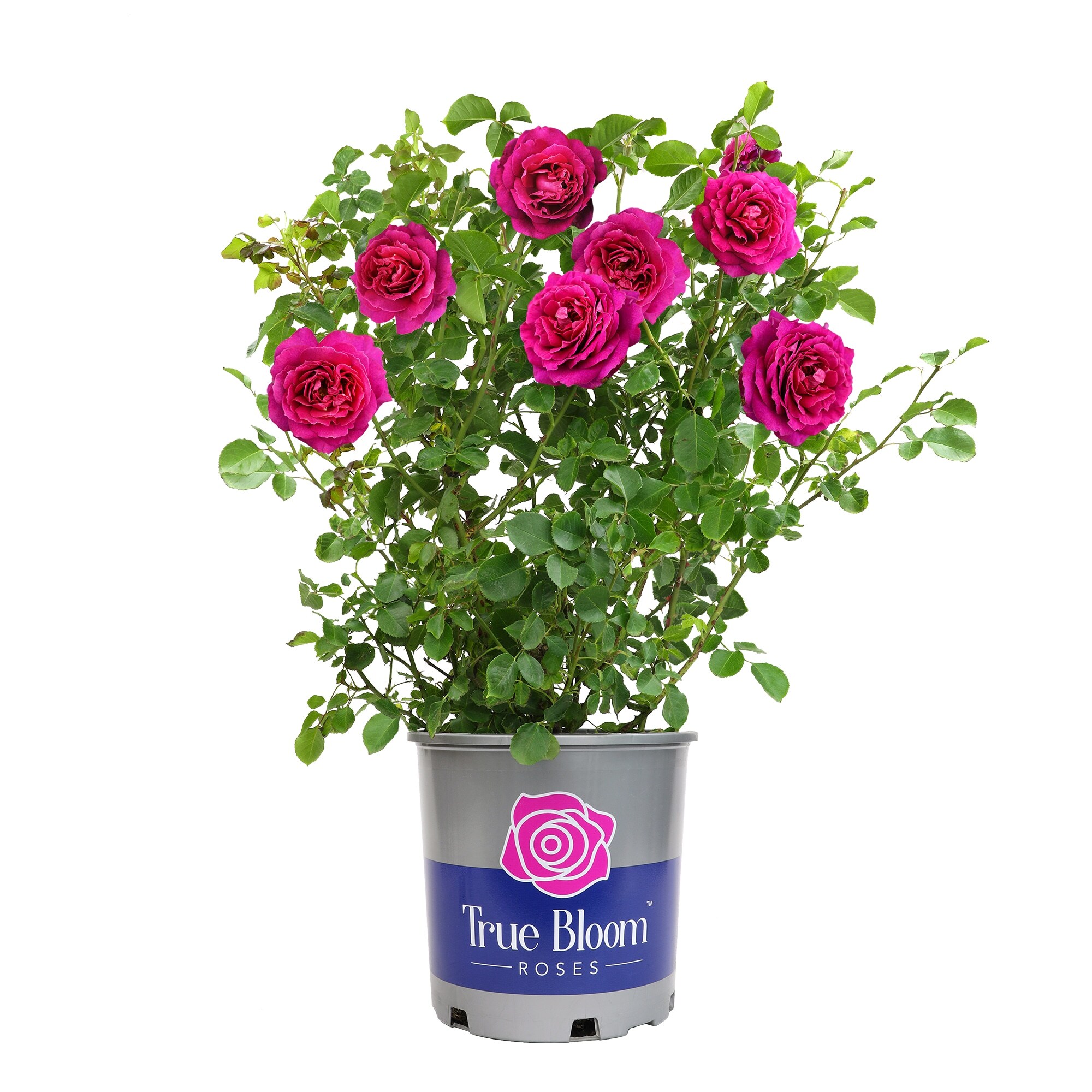 True Bloom 2.00-Gal Rose True Srnity Ptf Tb in the Perennials ...