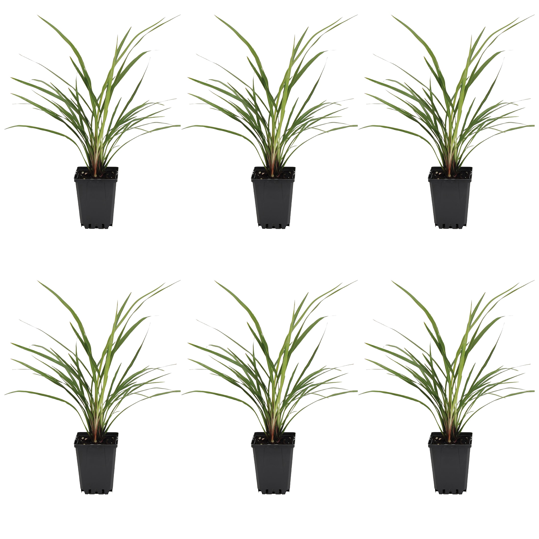 Metrolina Greenhouses 78821 Accent Dracaena in 1 Pint Pot 6 -Pack