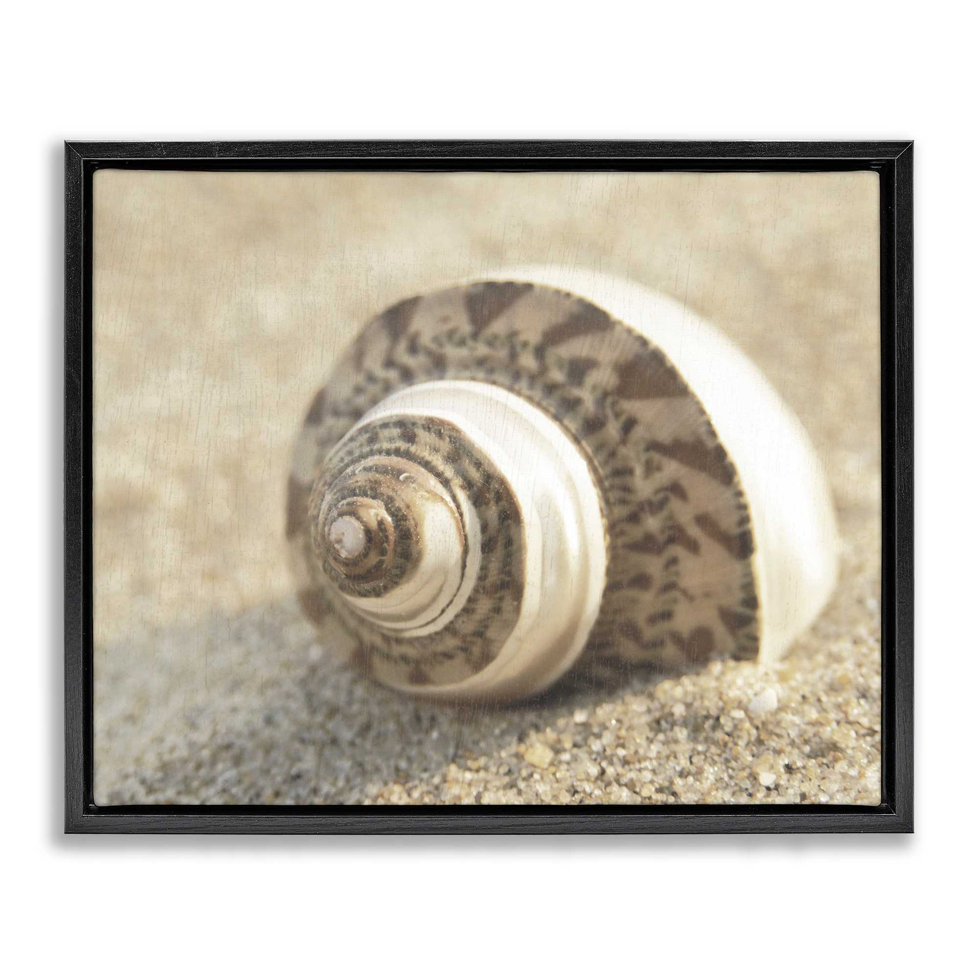 Stupell Industries BS-151-FFB-16X20 Neutral Tone Seashell Floating Frame design by Dora Rotondella