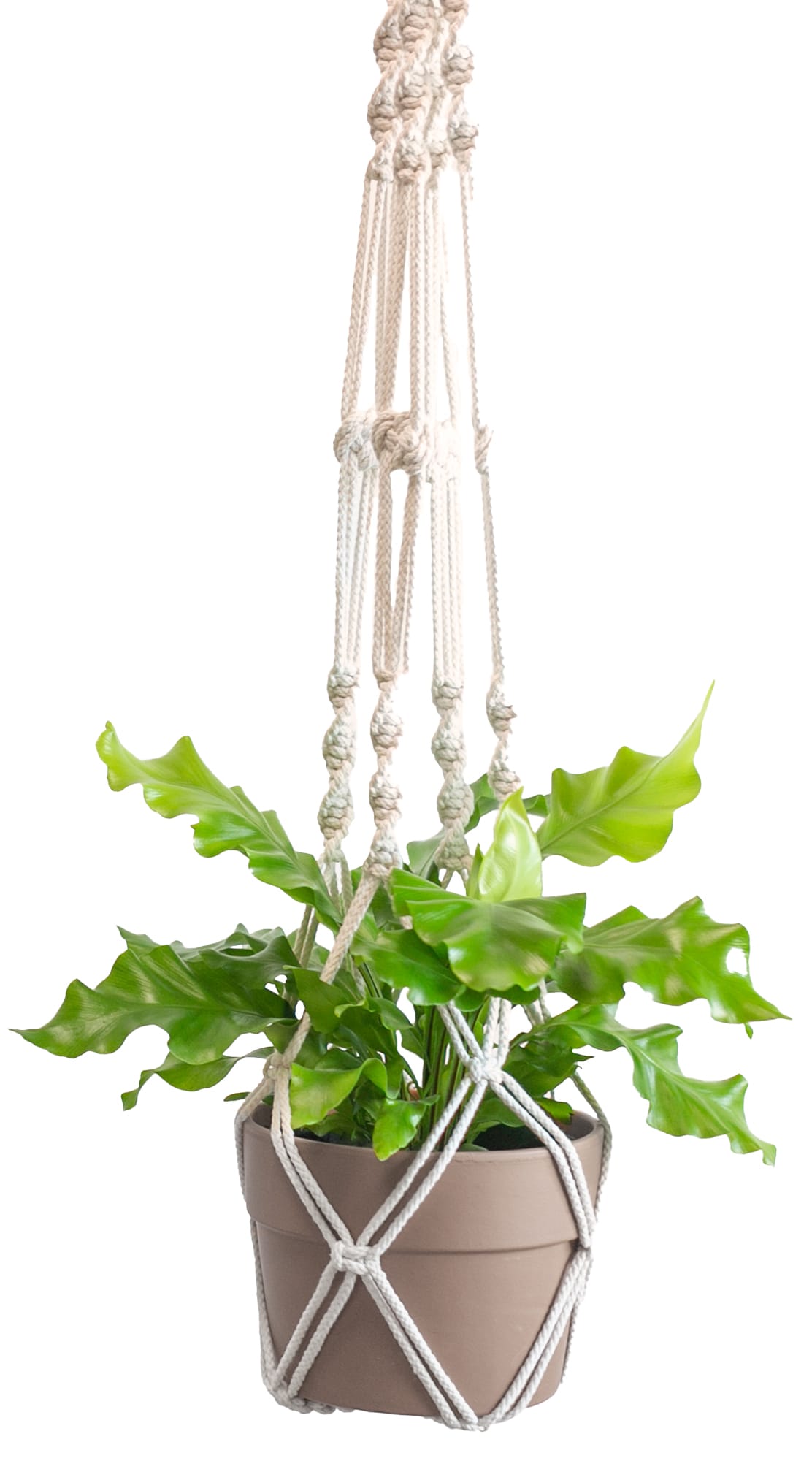 LiveTrends ASB06649 Trailing Macrame House plant in 36 Ounce(s) Hanging basket 1.0 -Pack