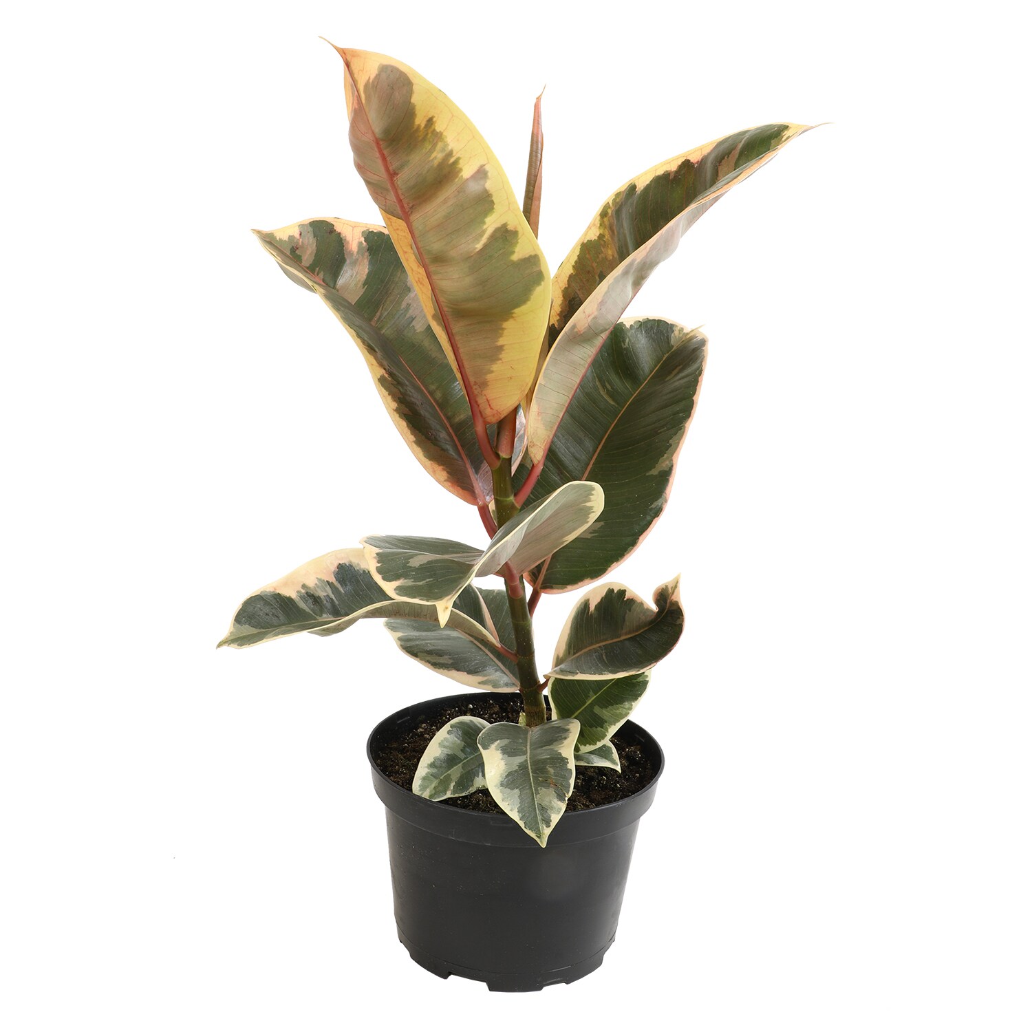 5 Seeds Ficus Elastica Rubber Tree (Rubber Plant) Easy-Care Houseplant :  : Patio, Lawn & Garden