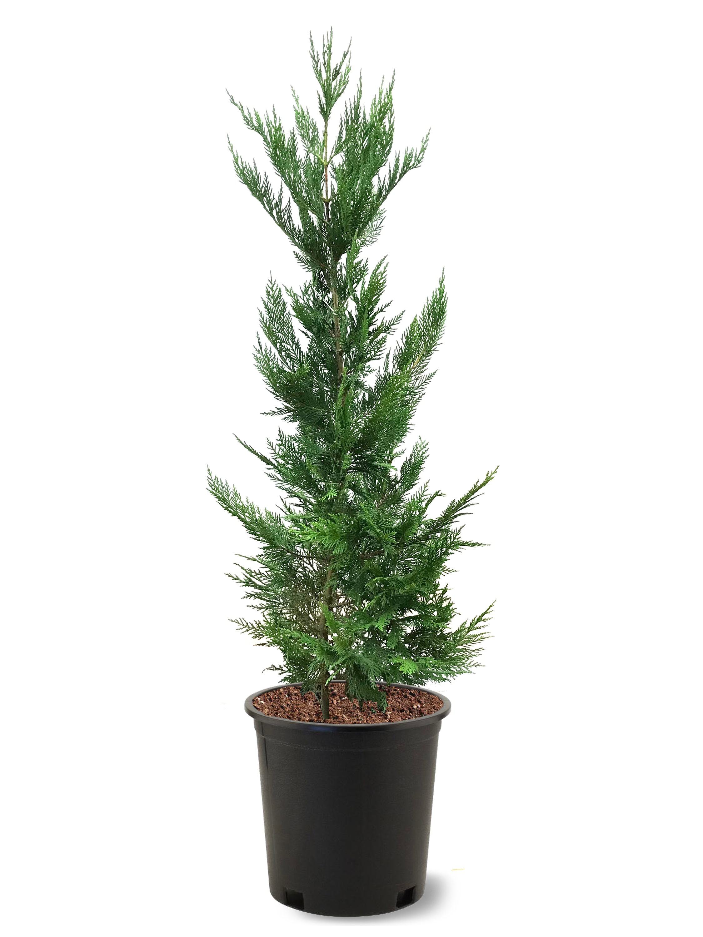Image of Leyland cypress tree with Miracle-Gro Evergreen