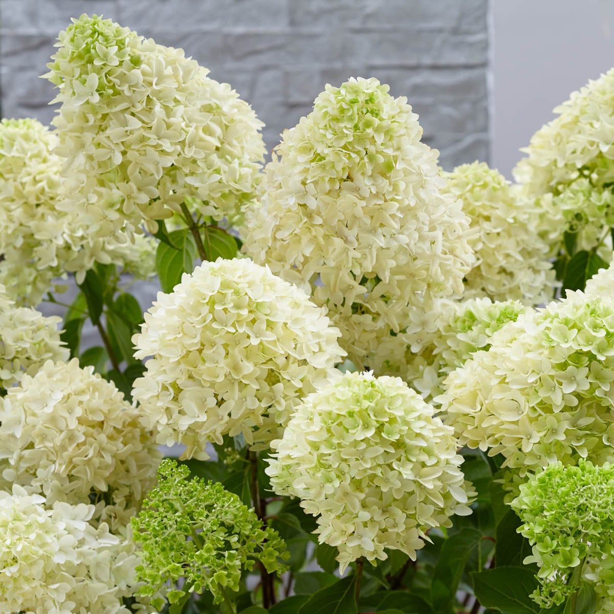 Spring Hill Nurseries White Skyfall Hydrangea Flowering Shrub in