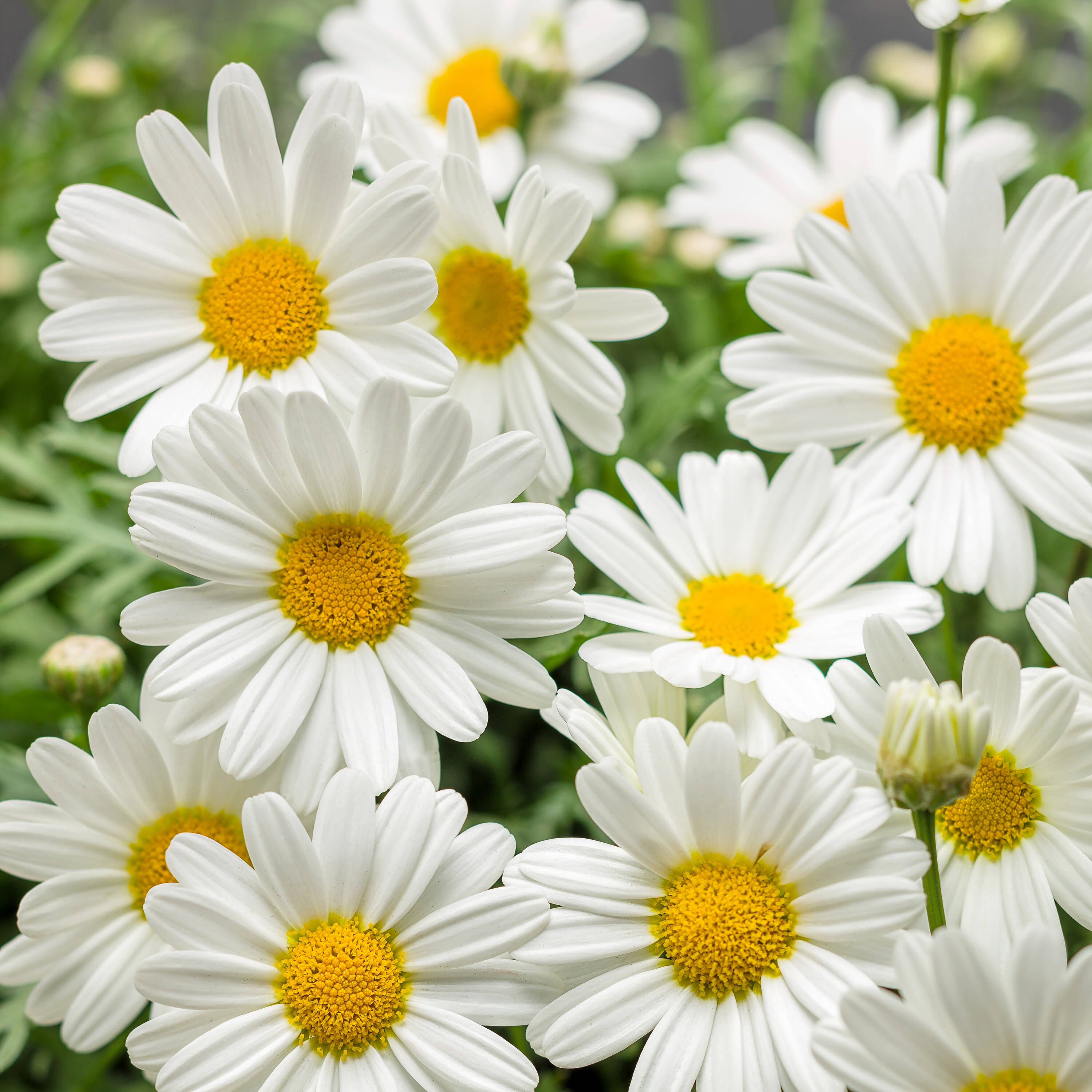 Pure White Butterfly Marguerite Daisy (Argyranthemum) Plants, Bulbs ...