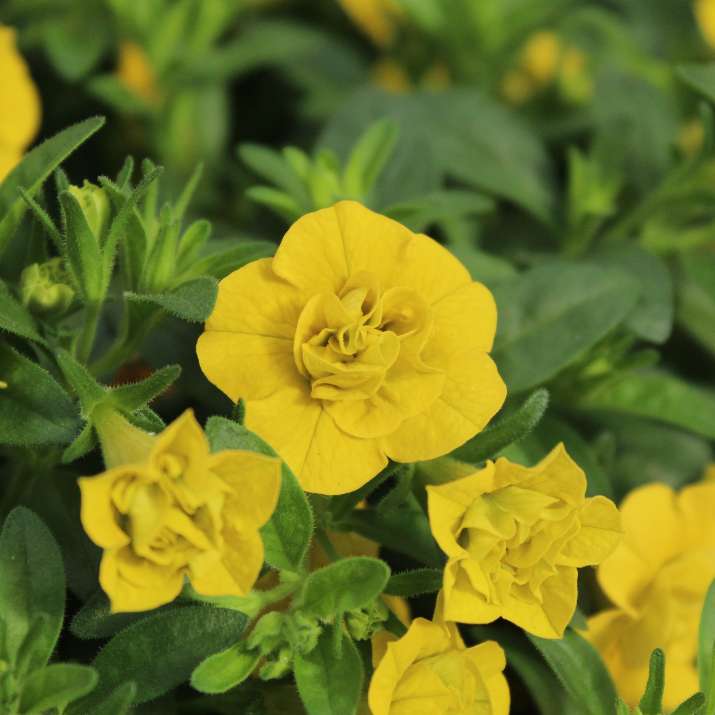 Monrovia 411857 annuals - View #2