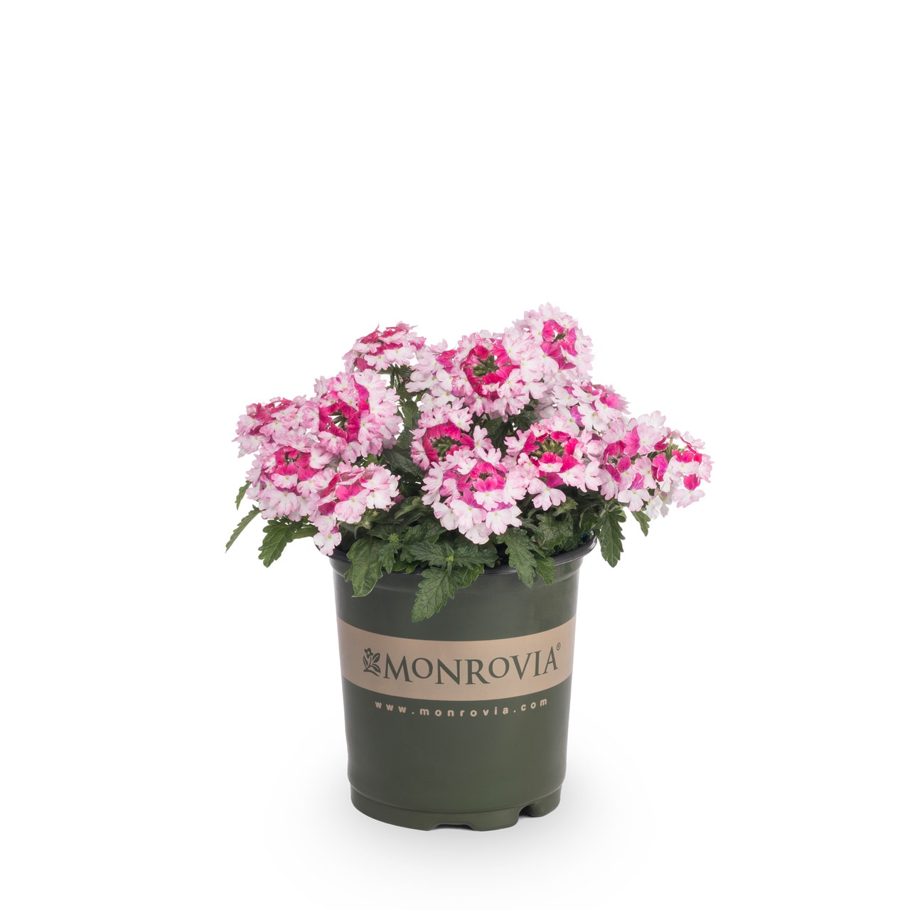Monrovia 5013 annuals - View #5