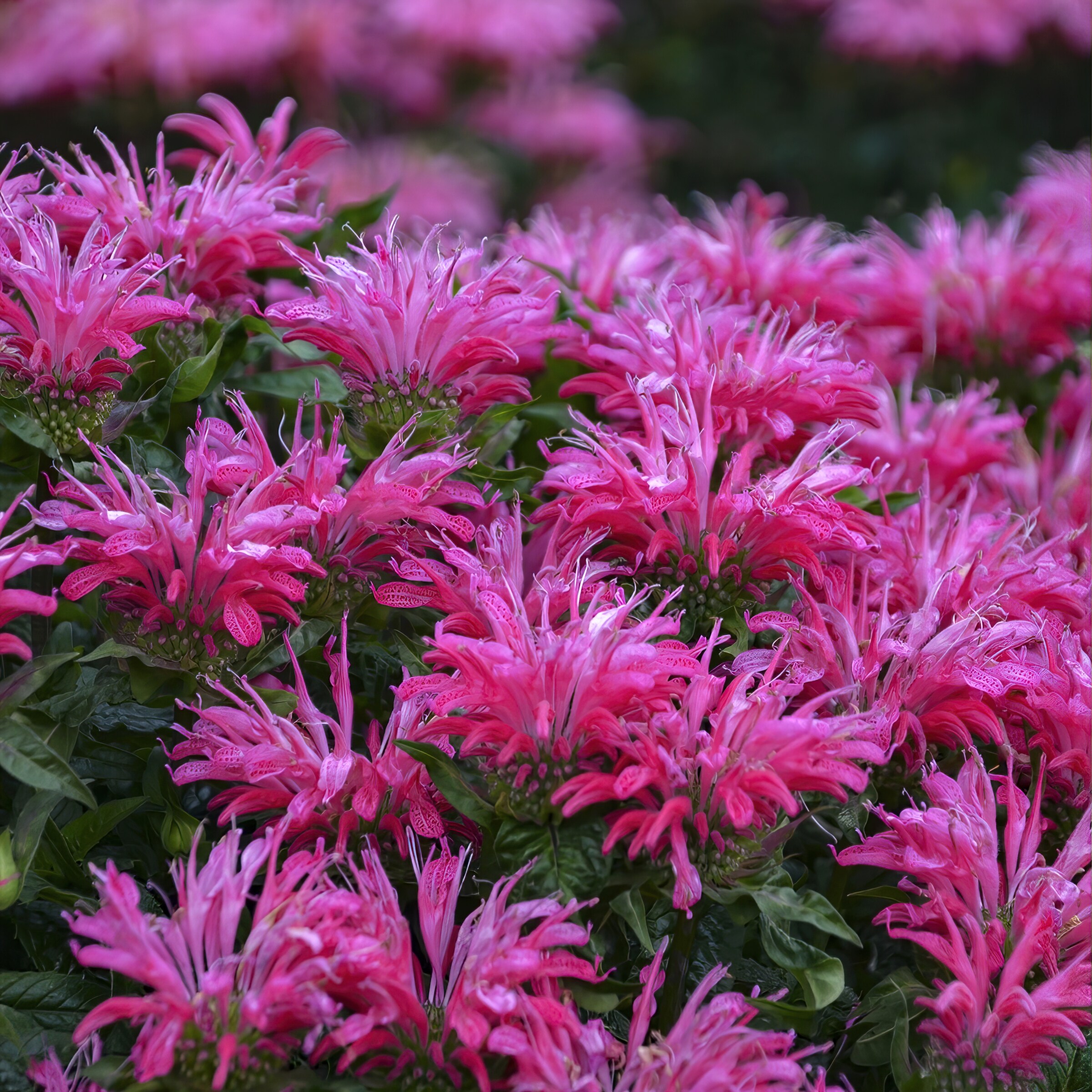 National Plant Network LW1583 perennials - View #2