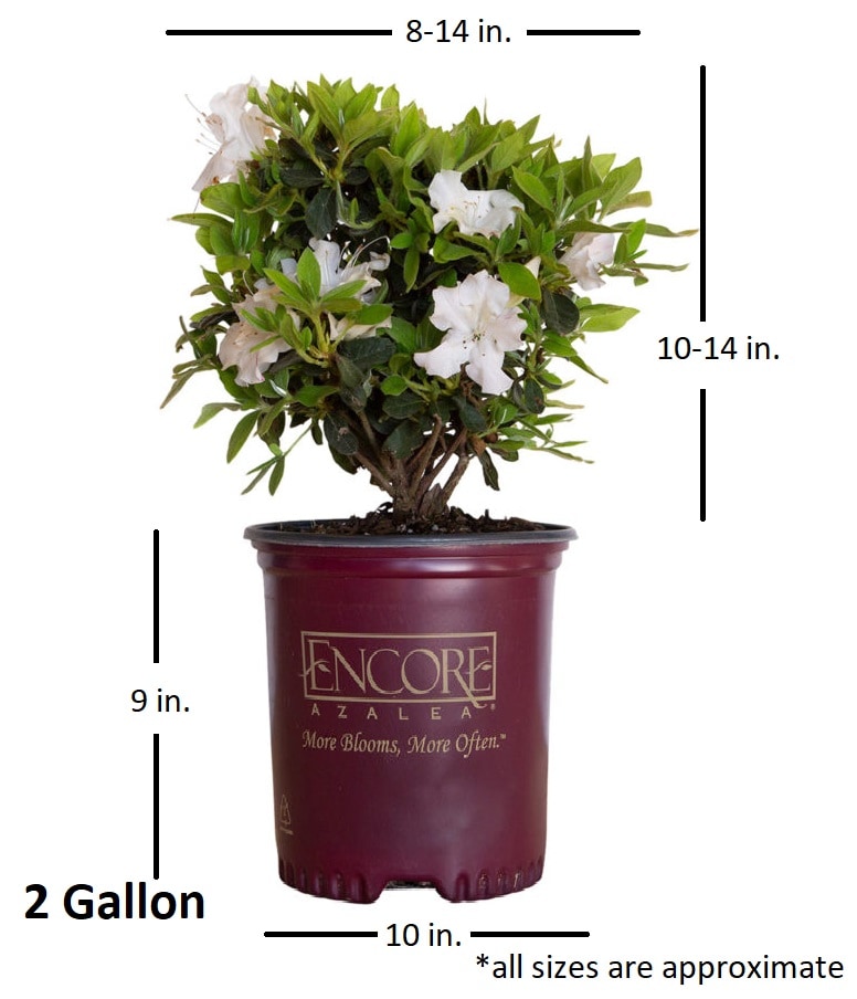 Encore Azalea 80442-2 shrubs - View #6