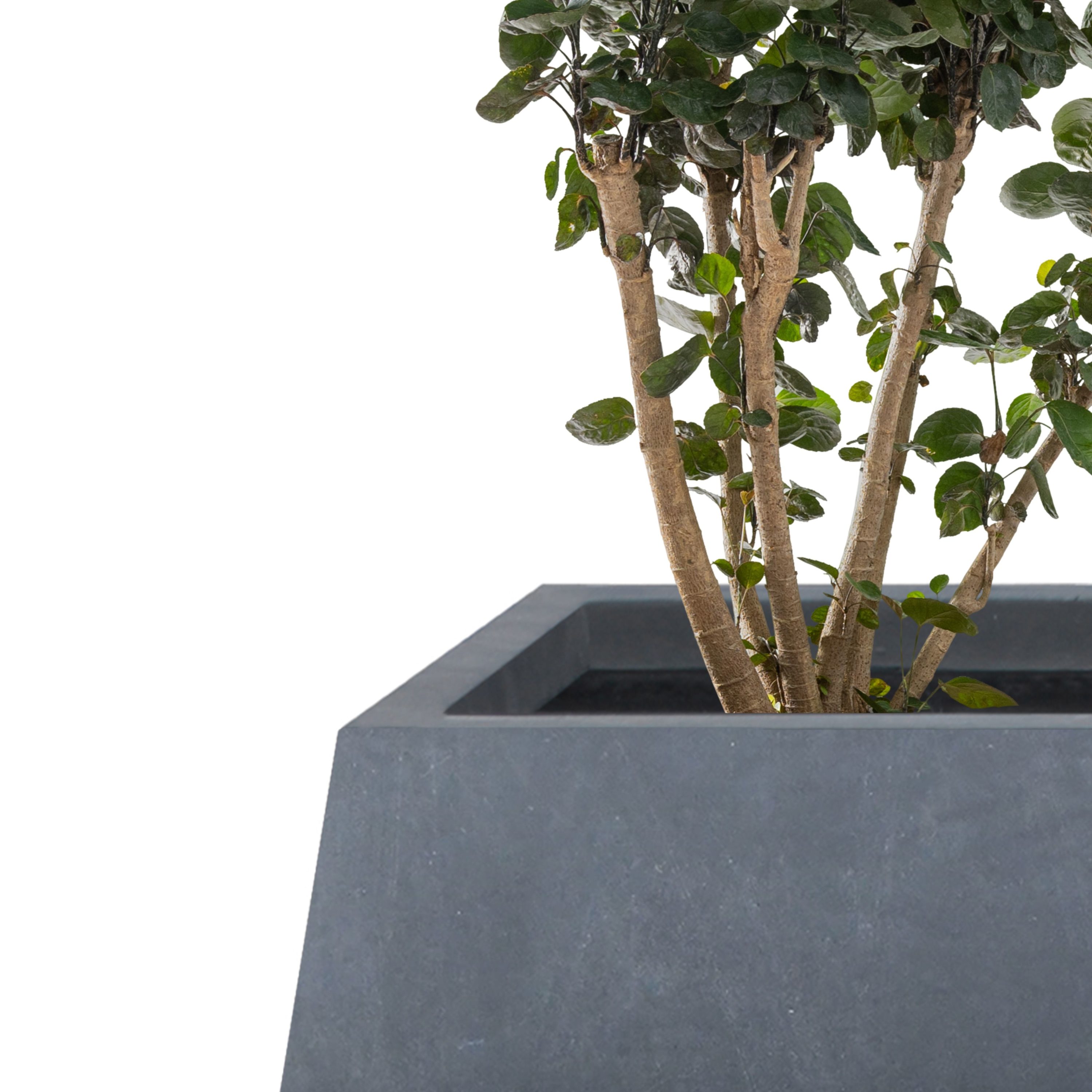 KANTE RF2015018AB-C60121 Planter-Window-Box - View #2