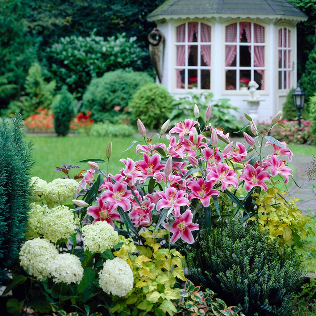 Van Zyverden 87341 Plant-Bulbs - View #2