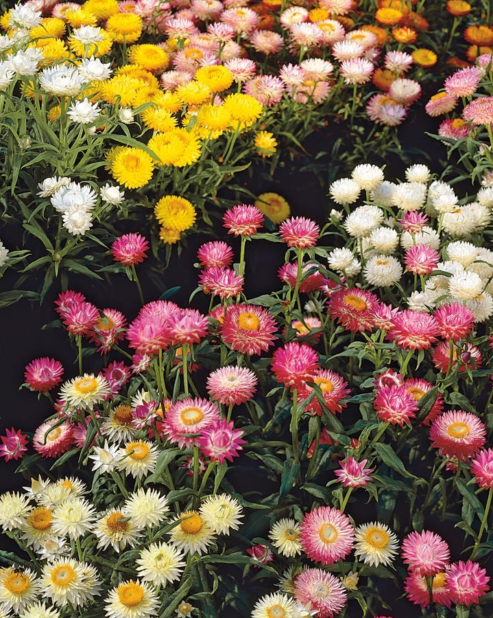 5 Tips to Grow Stunning Strawflowers in Your Kitchen Garden