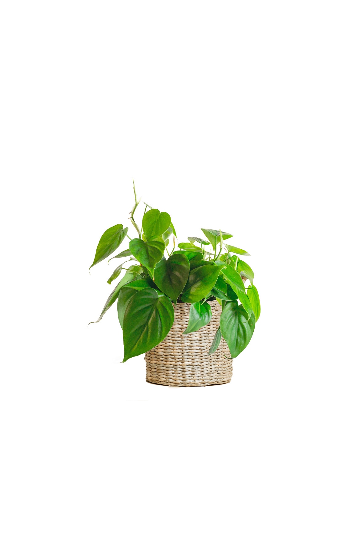 LiveTrends The Scream House Plant at Menards®