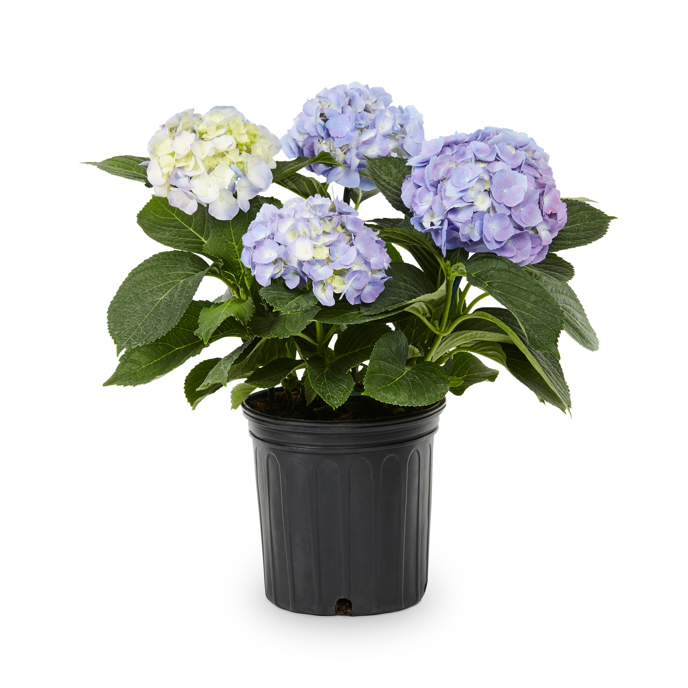 Lowe's 24981 HYDRANGEA FUJI WATERFALL