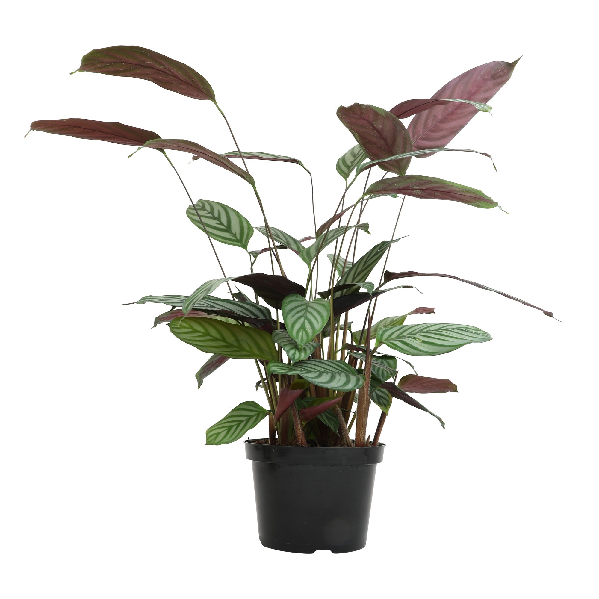 Altman Plants 0873106 hseplants - View #8