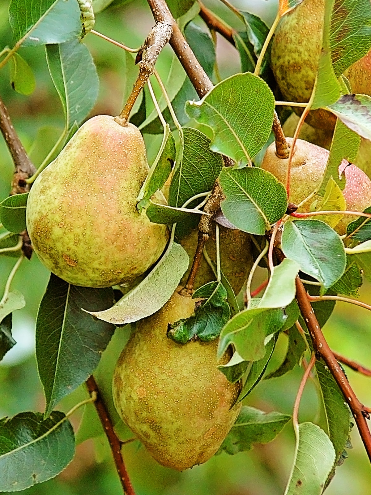 Southern Planters 7-Gallons White Fruit Kieffer Pear In Pot (With Soil ...