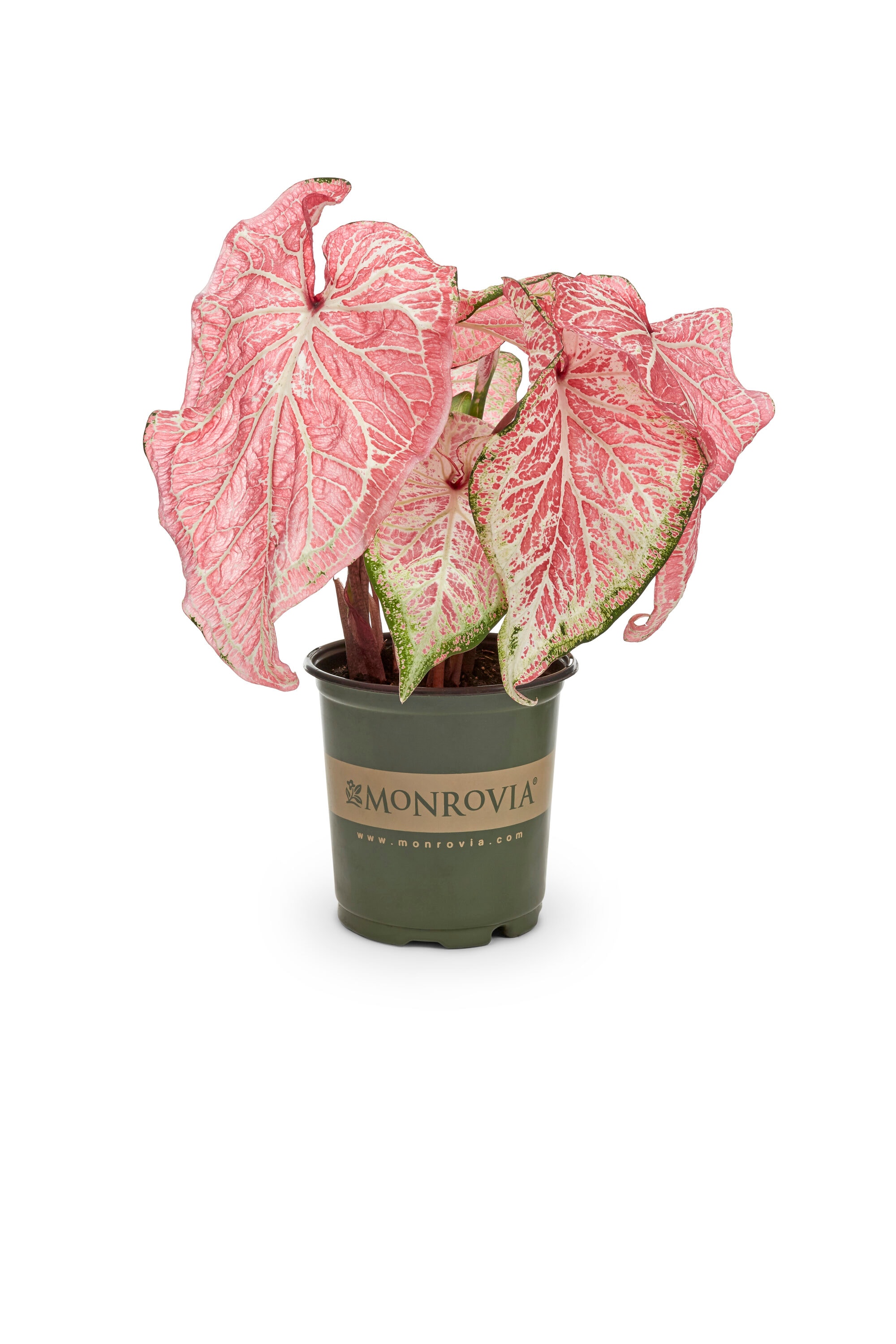 Monrovia 79141 annuals - View #5