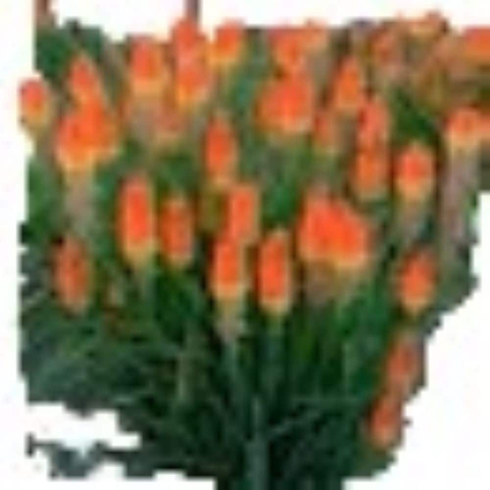 Lowe's NURSERY Multicolor Pyromania#174 Hot and Cold Plant in 1.00 -Gallon Pot 1.0 -Pack