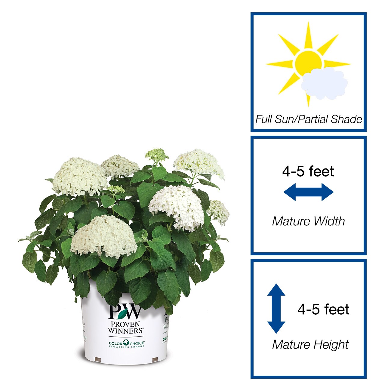 Perfect Plants LOINCREDIBALL3G shrubs - View #2