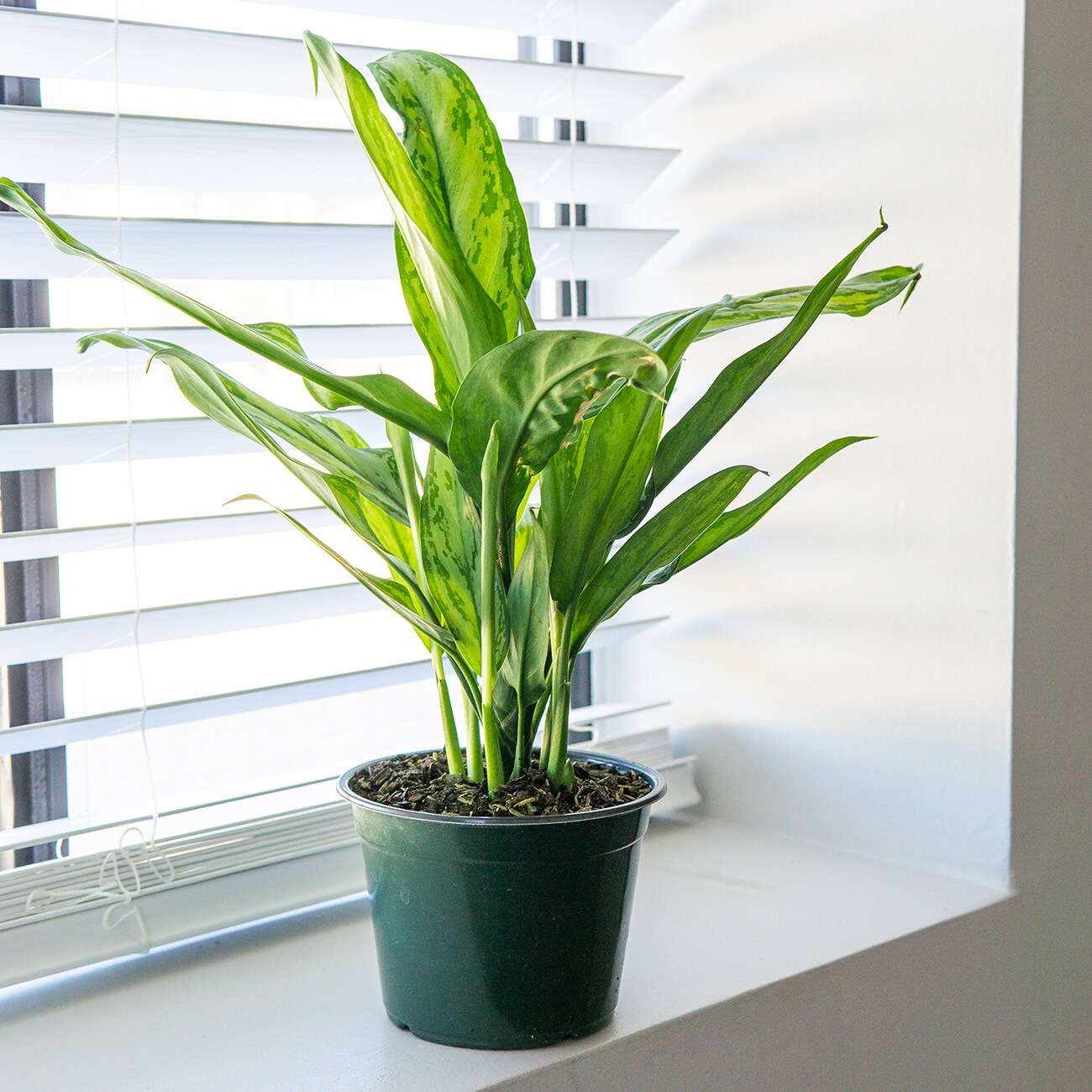 Perfect Plants LOCHINESEMARIA6IN hseplants - View #4