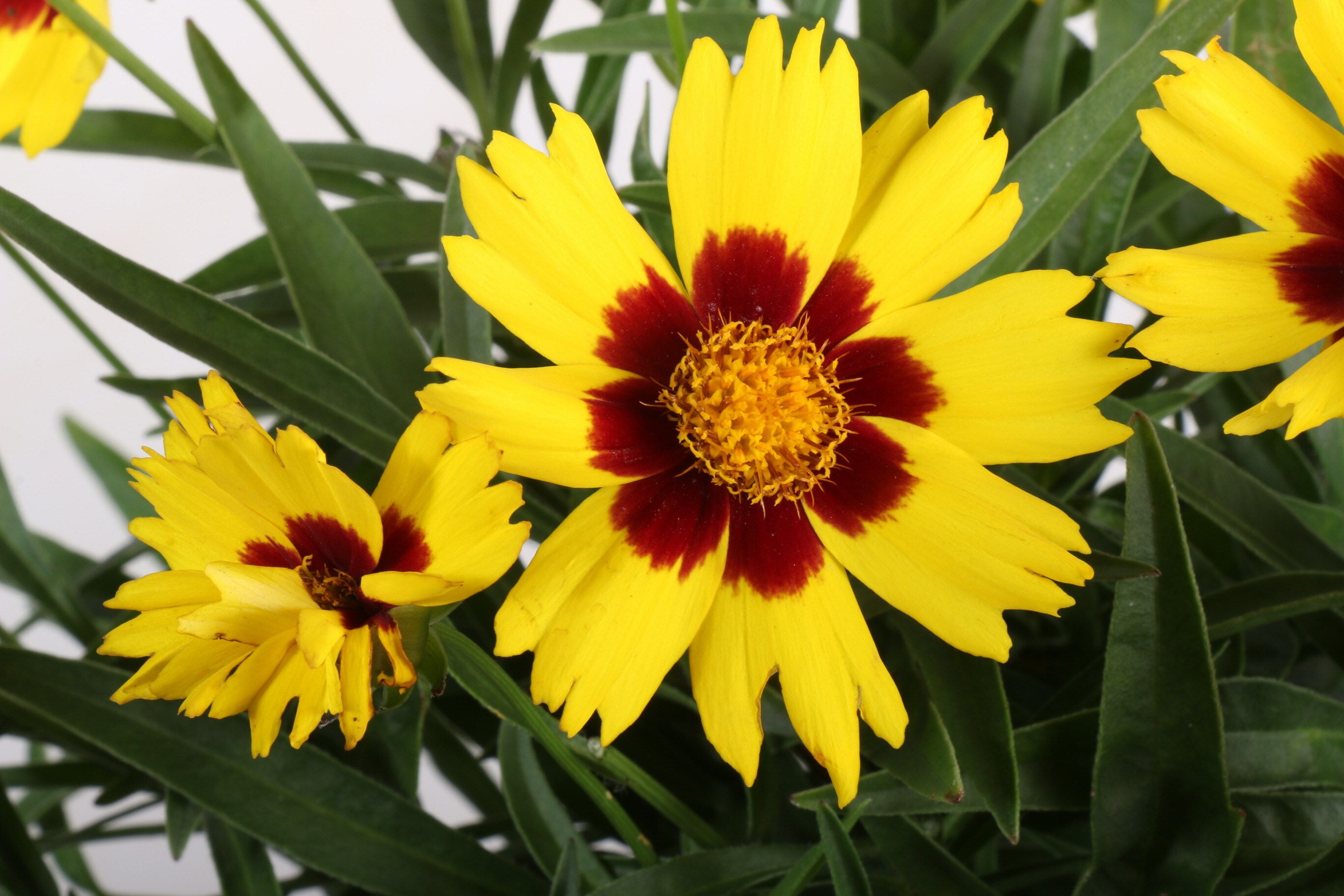Lowe's NURSERY Multicolor Coreopsis Plant in 2 -Gallon Pot