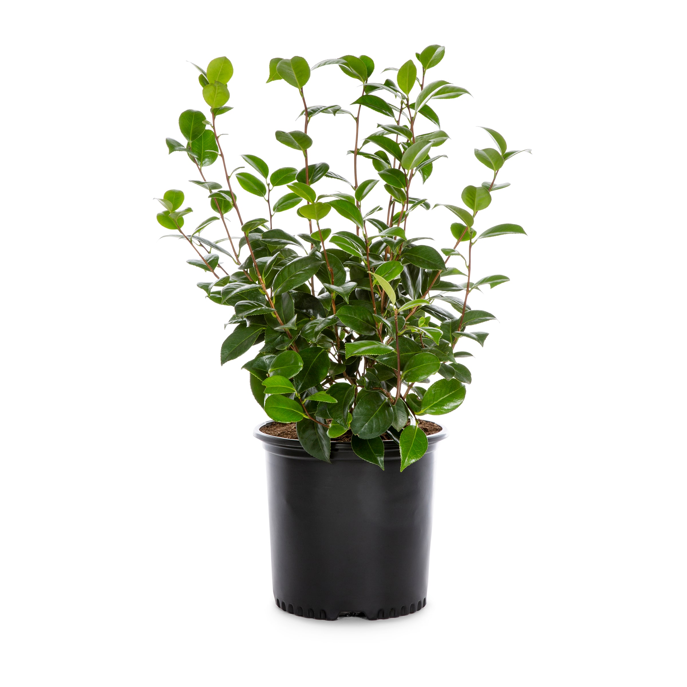 Lowe's Japanese camellia Flowering Shrub in 2.25 -Gallon in