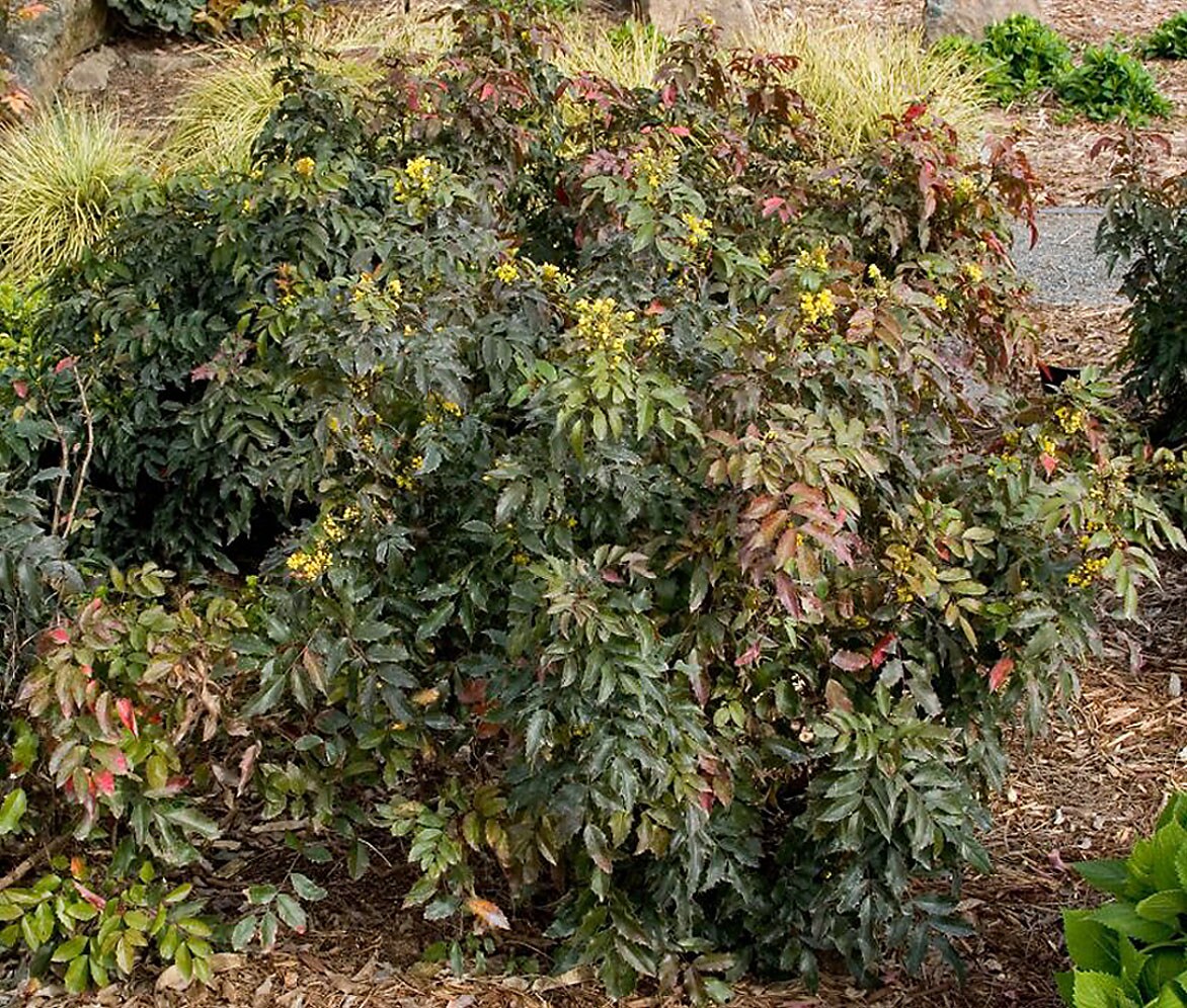 Monrovia 060751 Yellow Compact Oregon Grape Holly Flowering Shrub in In pot (with soil)