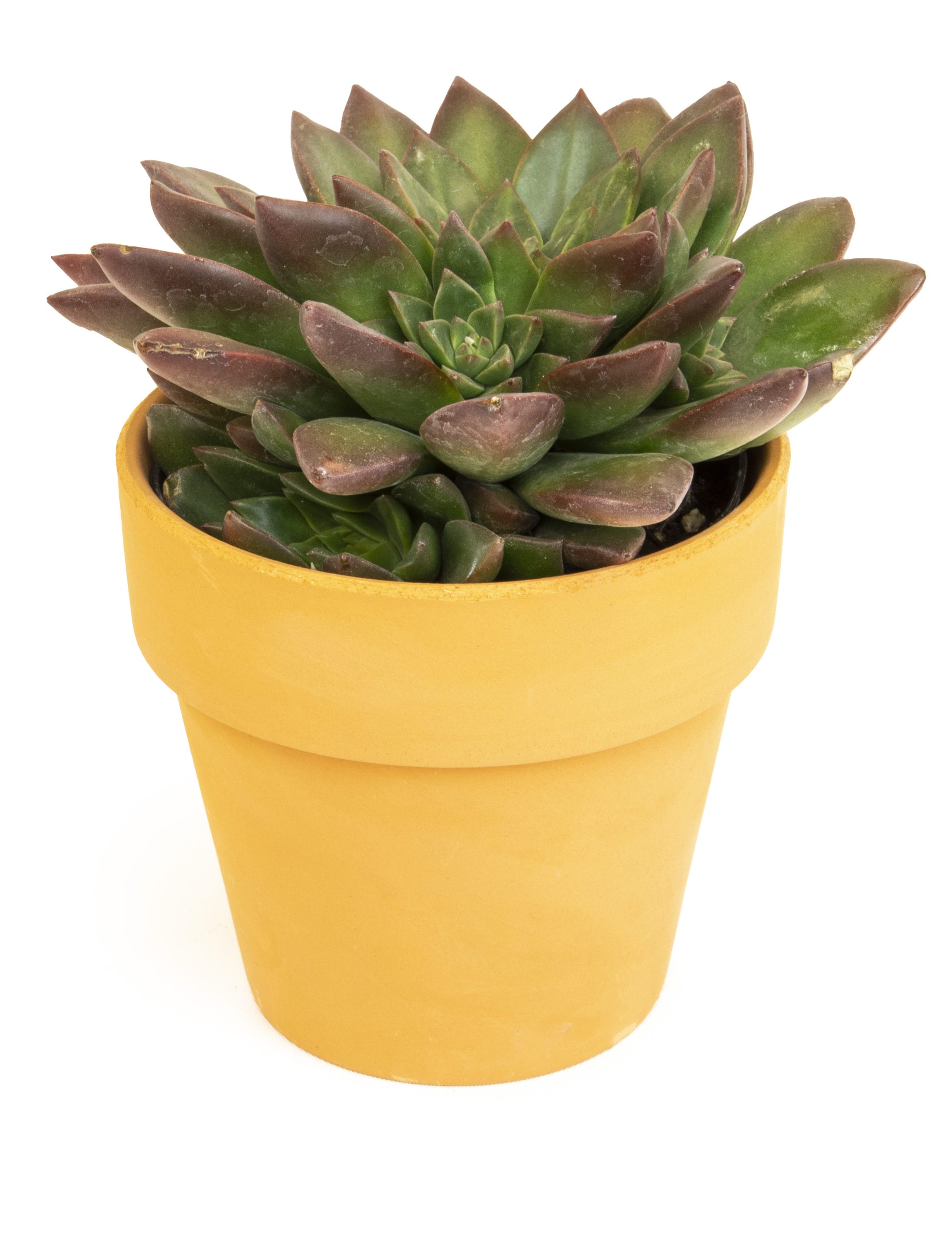 VIRTUNE Adorable Indoor Plant Pots. 5 Flower Pot & 2 Succulent Pot with drainage. Small Plant Pots, Cute Pots, Succulent Planter (Light Yellow)